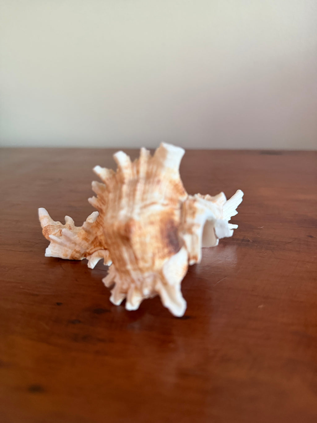 Shell Bundle (6 assorted)