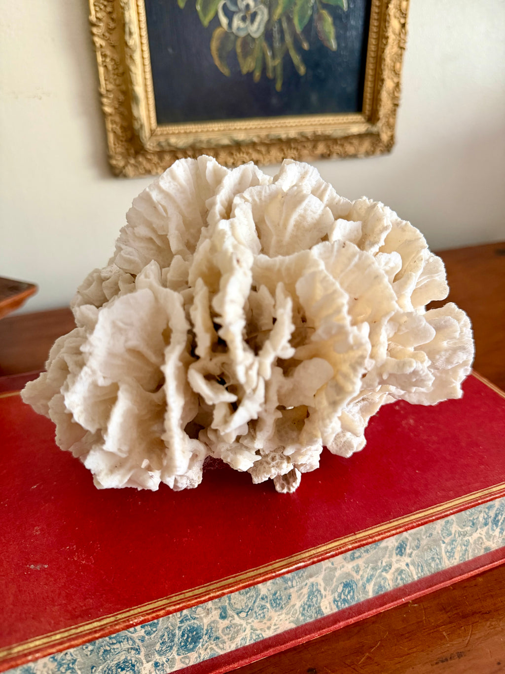 Coral Cluster