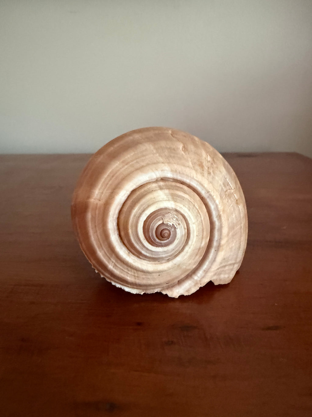 Shell Bundle (6 assorted)