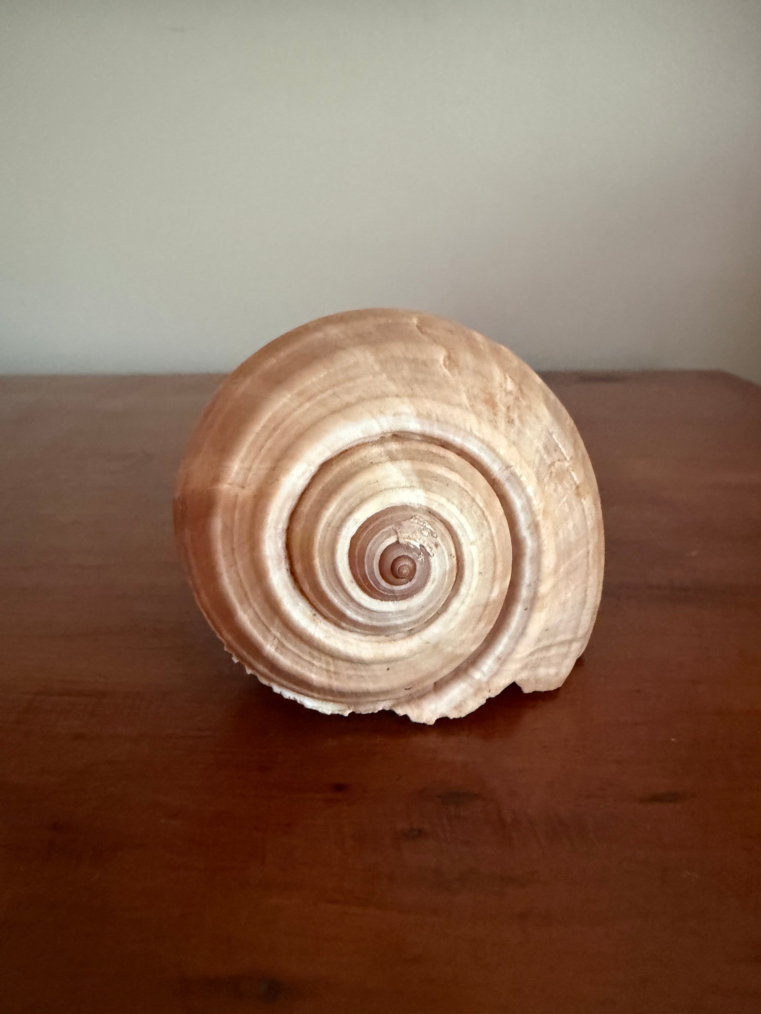 Shell Bundle (6 assorted)