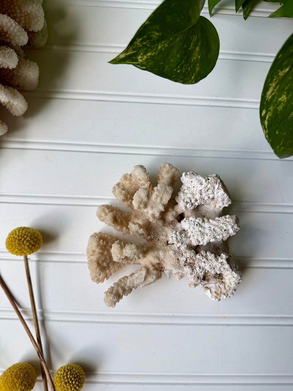 Coral Specimen