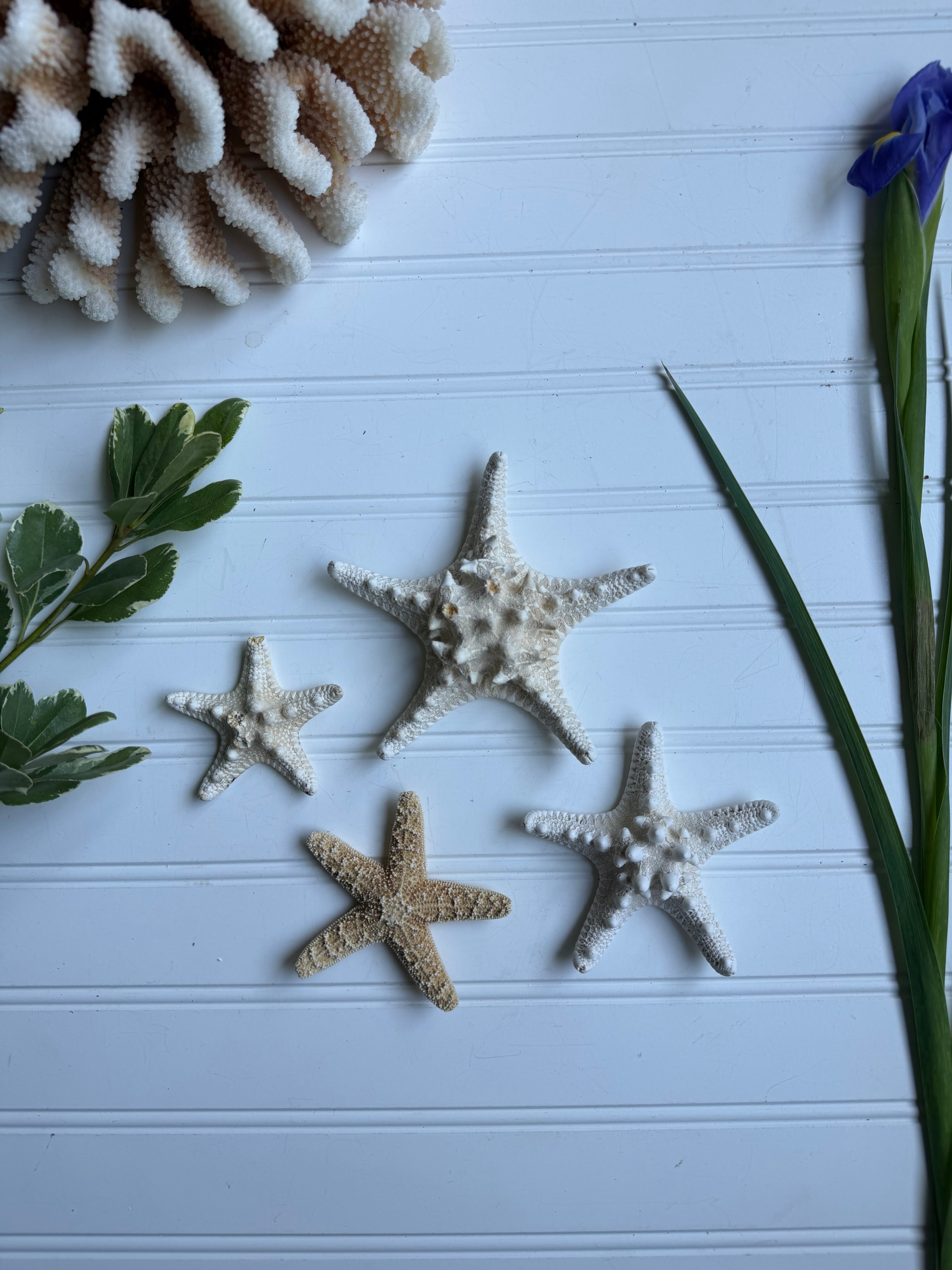 Set of 4 Starfish