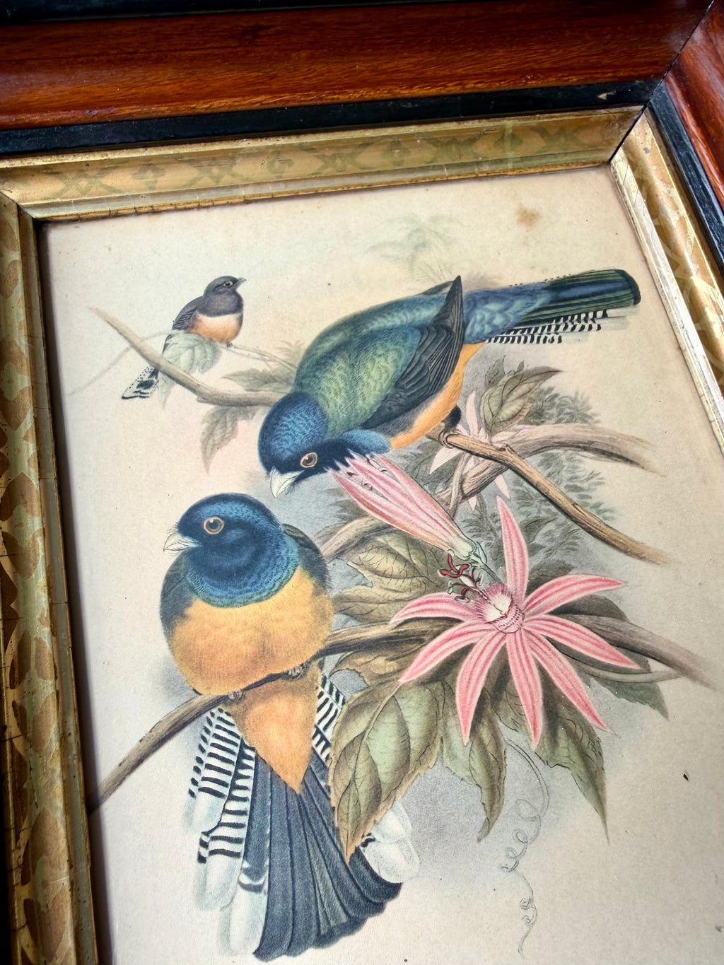 Antique Bird Lithograph in Eastlake Frame