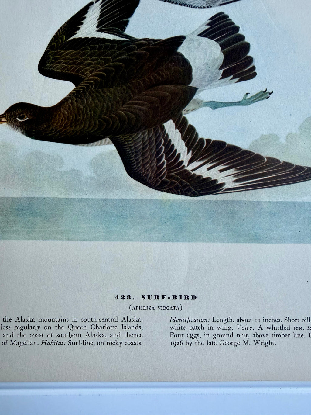 Audubon Print: Surf Bird