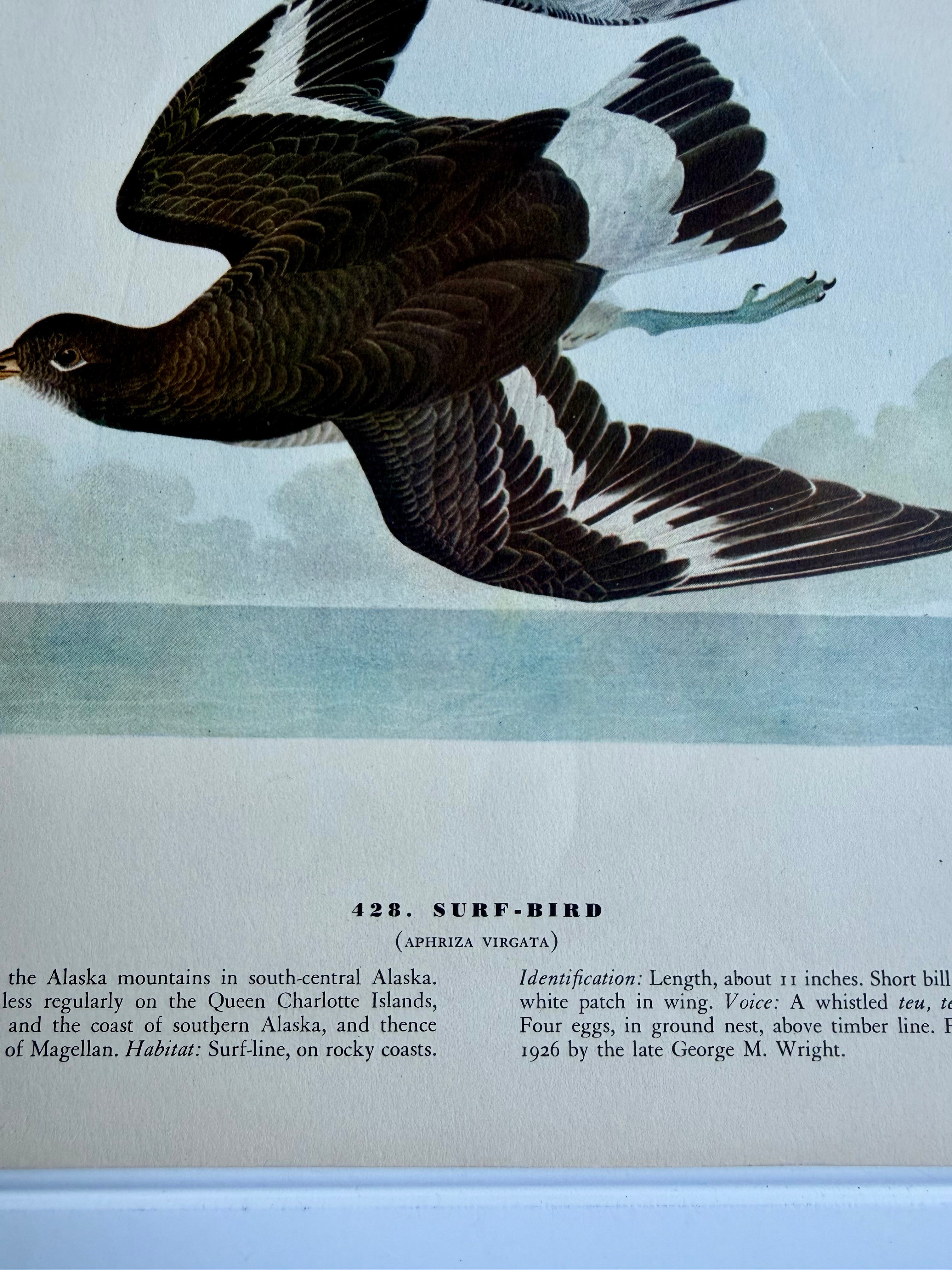 Audubon Print: Surf Bird