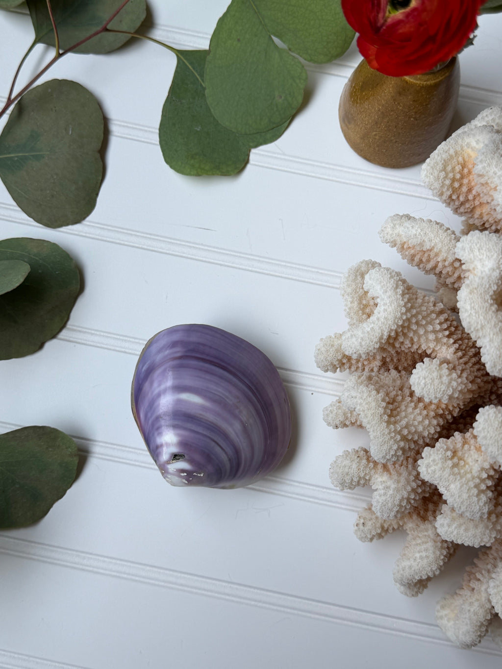 Purple Clam Shell