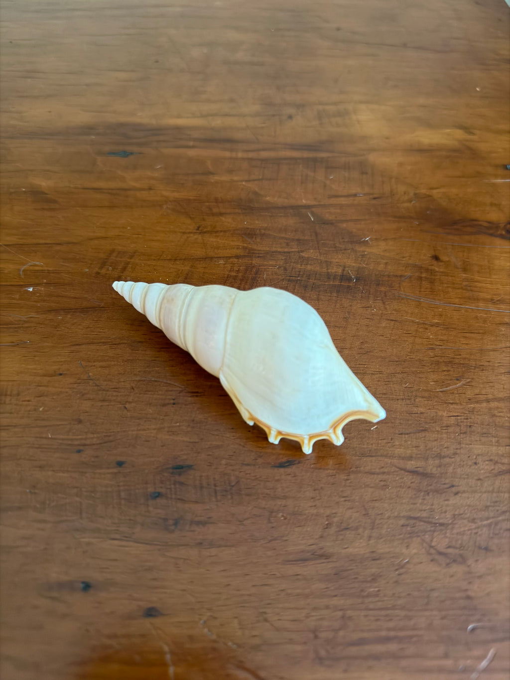 Shell Bundle (6 assorted)