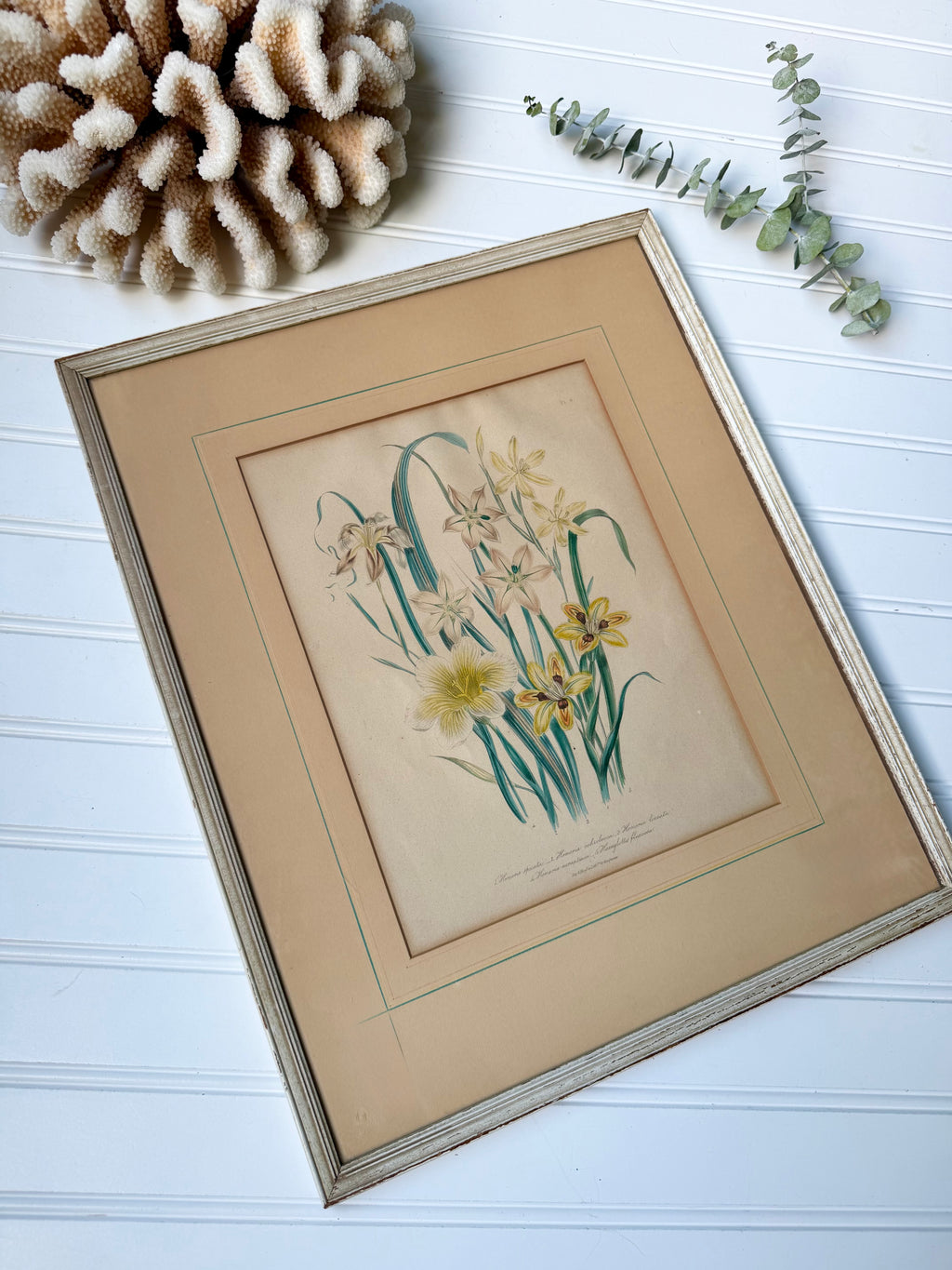 Antique Hand-Colored Botanical Lithograph