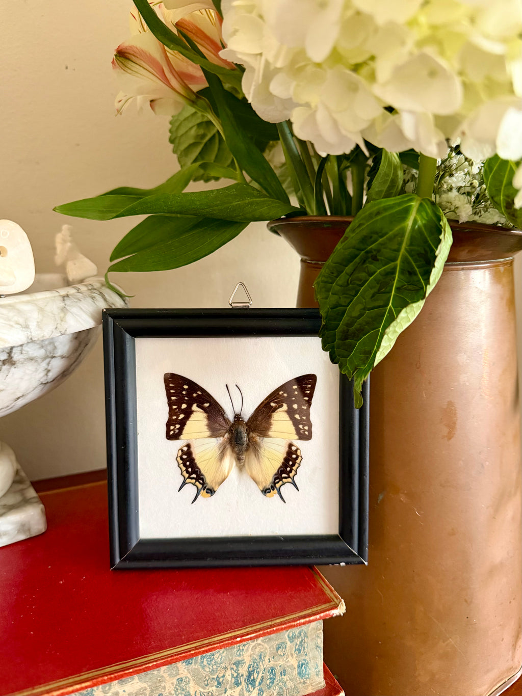 Framed Taxidermy Butterfly