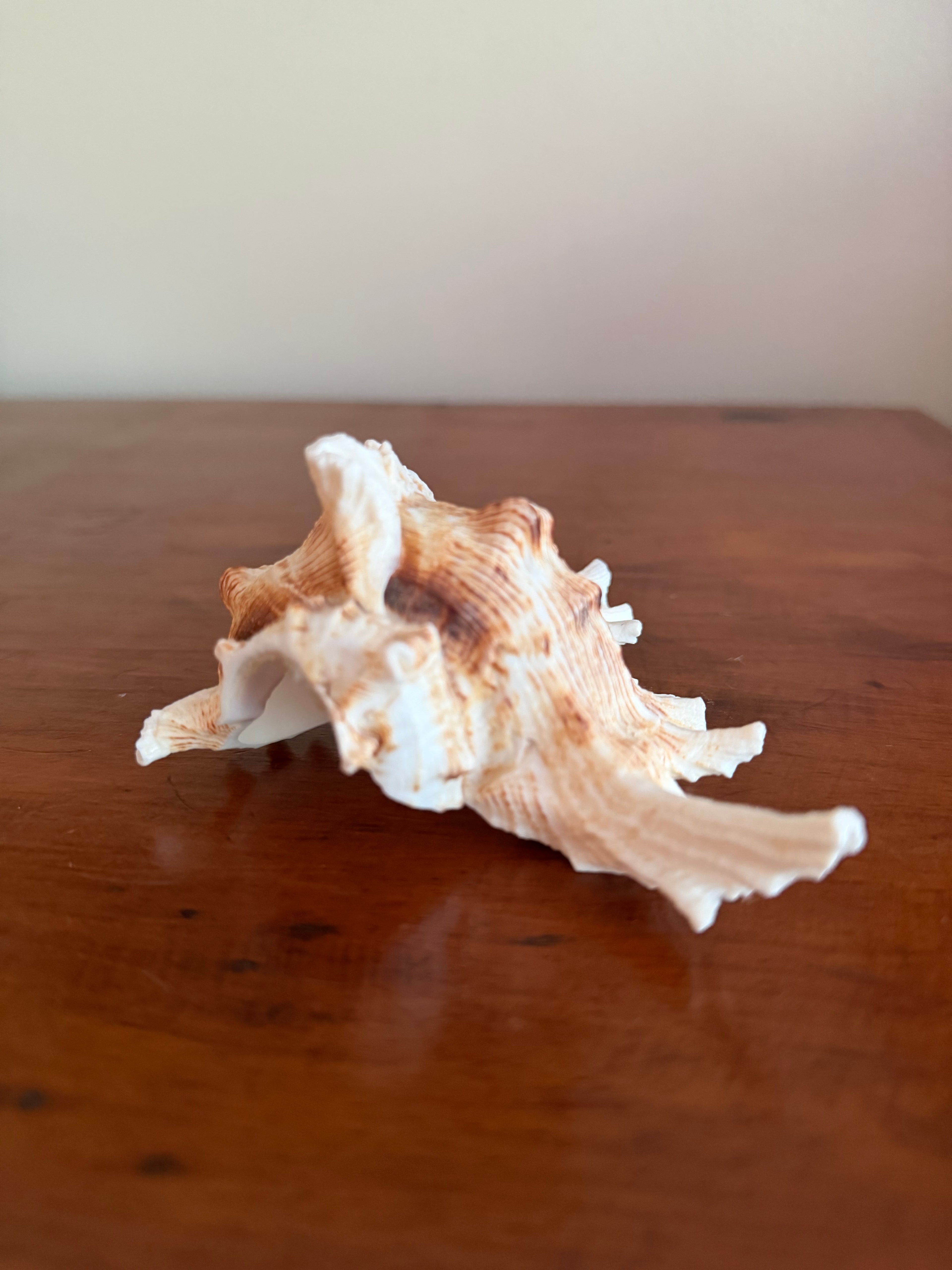 Shell Bundle (6 assorted)