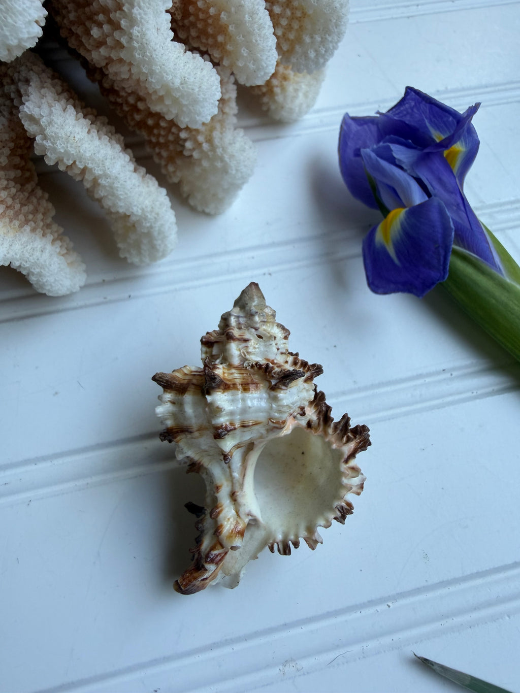 Endive Murex Seashell