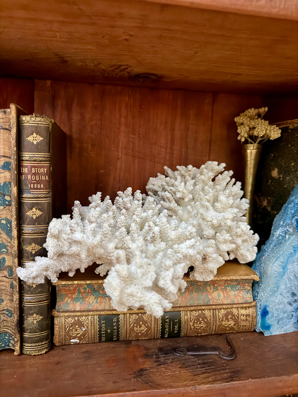 Coral Specimen