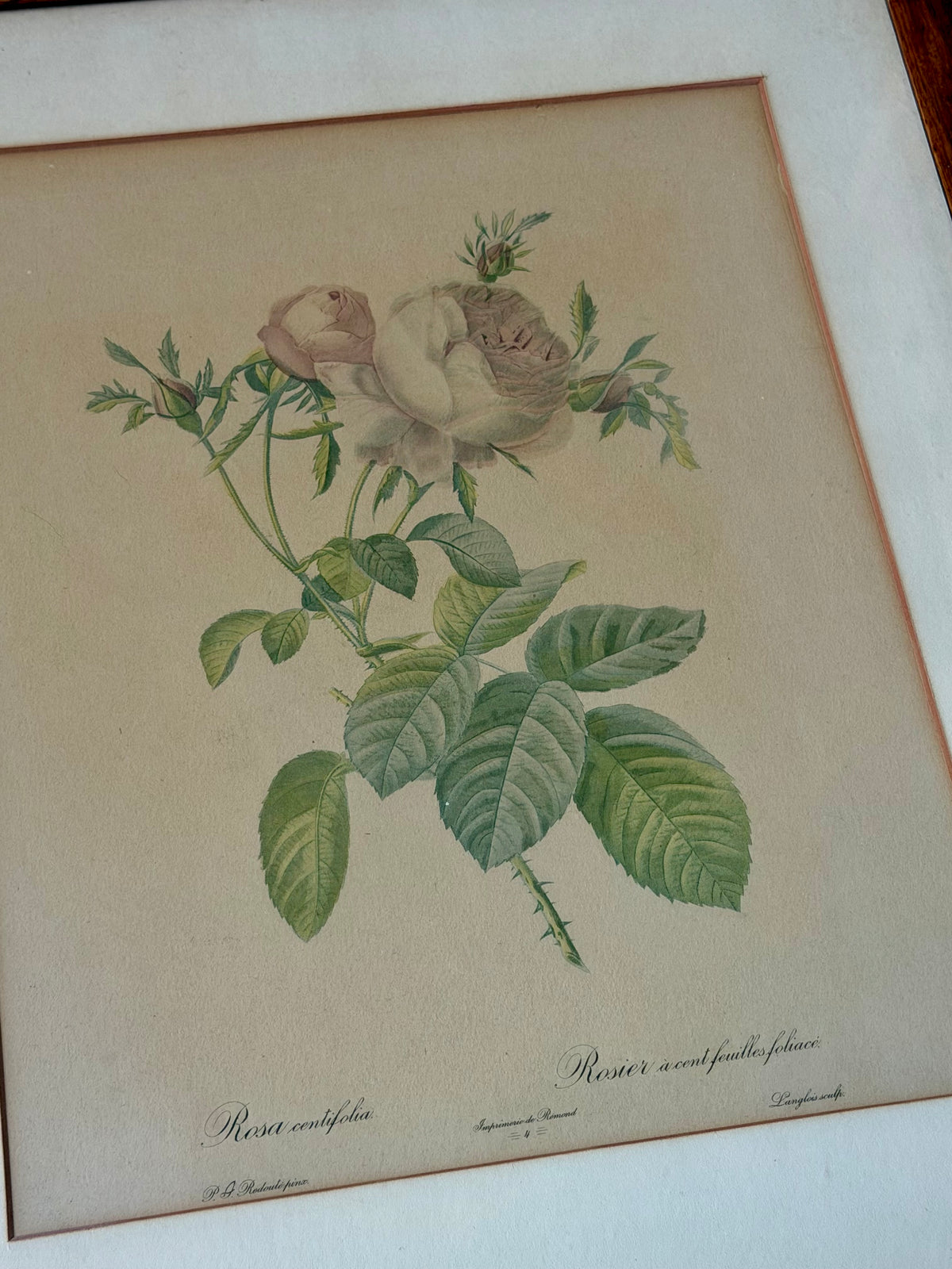 Rosa Centifolia Foliacea Lithograph by Pierre-Joseph Redouté in custom frame