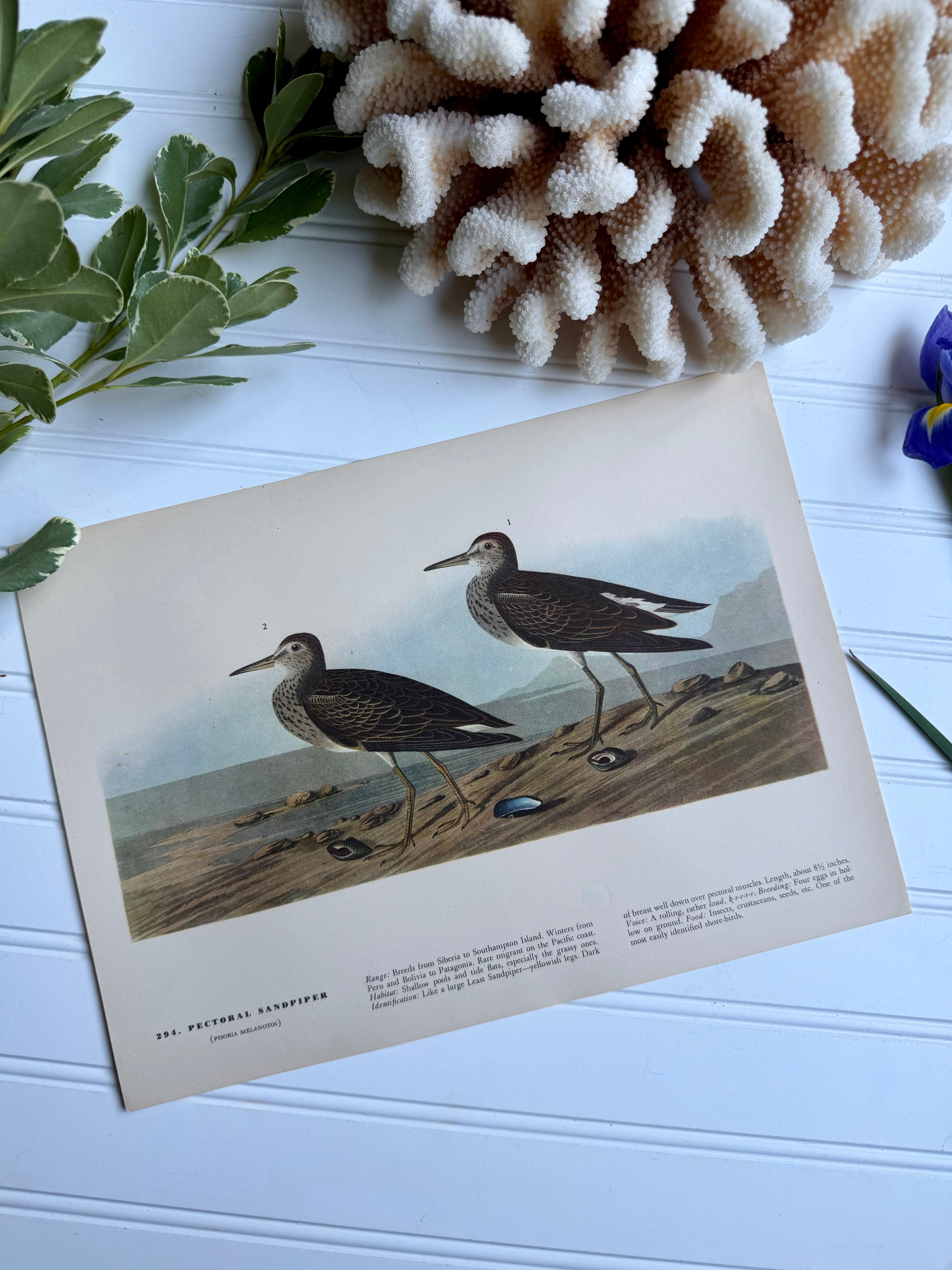 Audubon Print: Pectoral Sandpiper