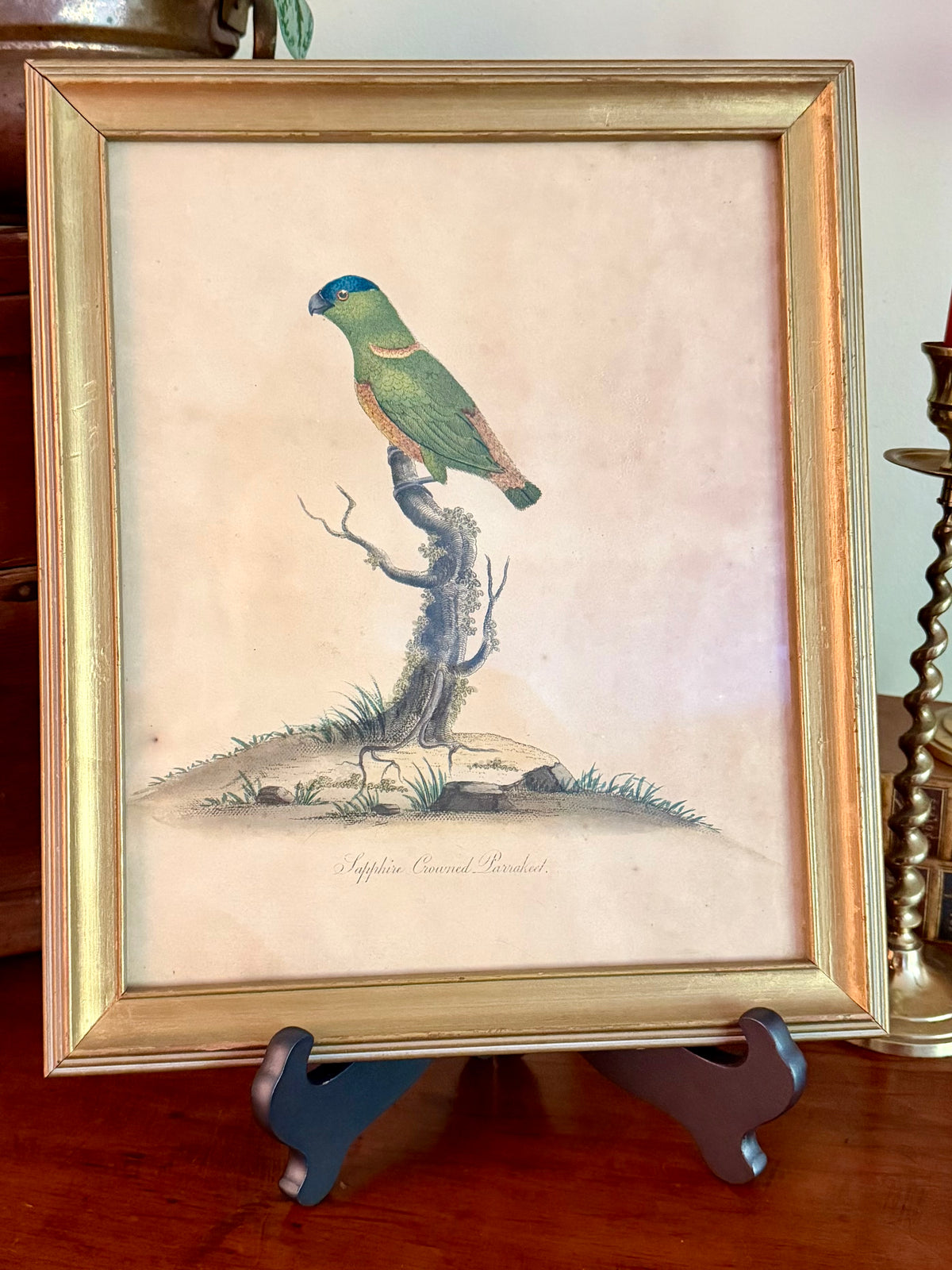 18th Century Sapphire Crowned Parakeet, Hand Colored Engraving