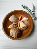 Shell Bundle (6 assorted)