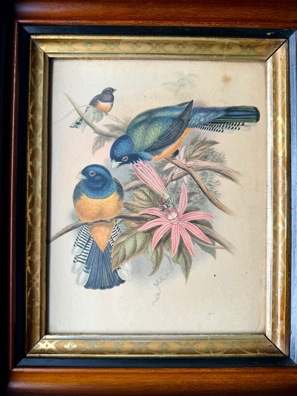 Antique Bird Lithograph in Eastlake Frame