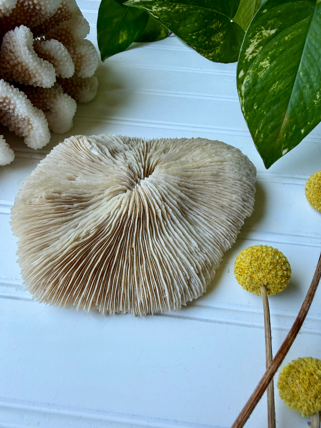 Natural White Mushroom Coral Specimen