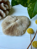 Natural White Mushroom Coral Specimen