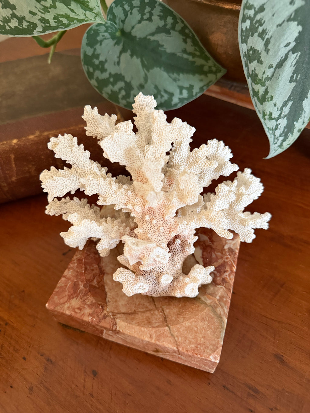 Natural Coral Specimen