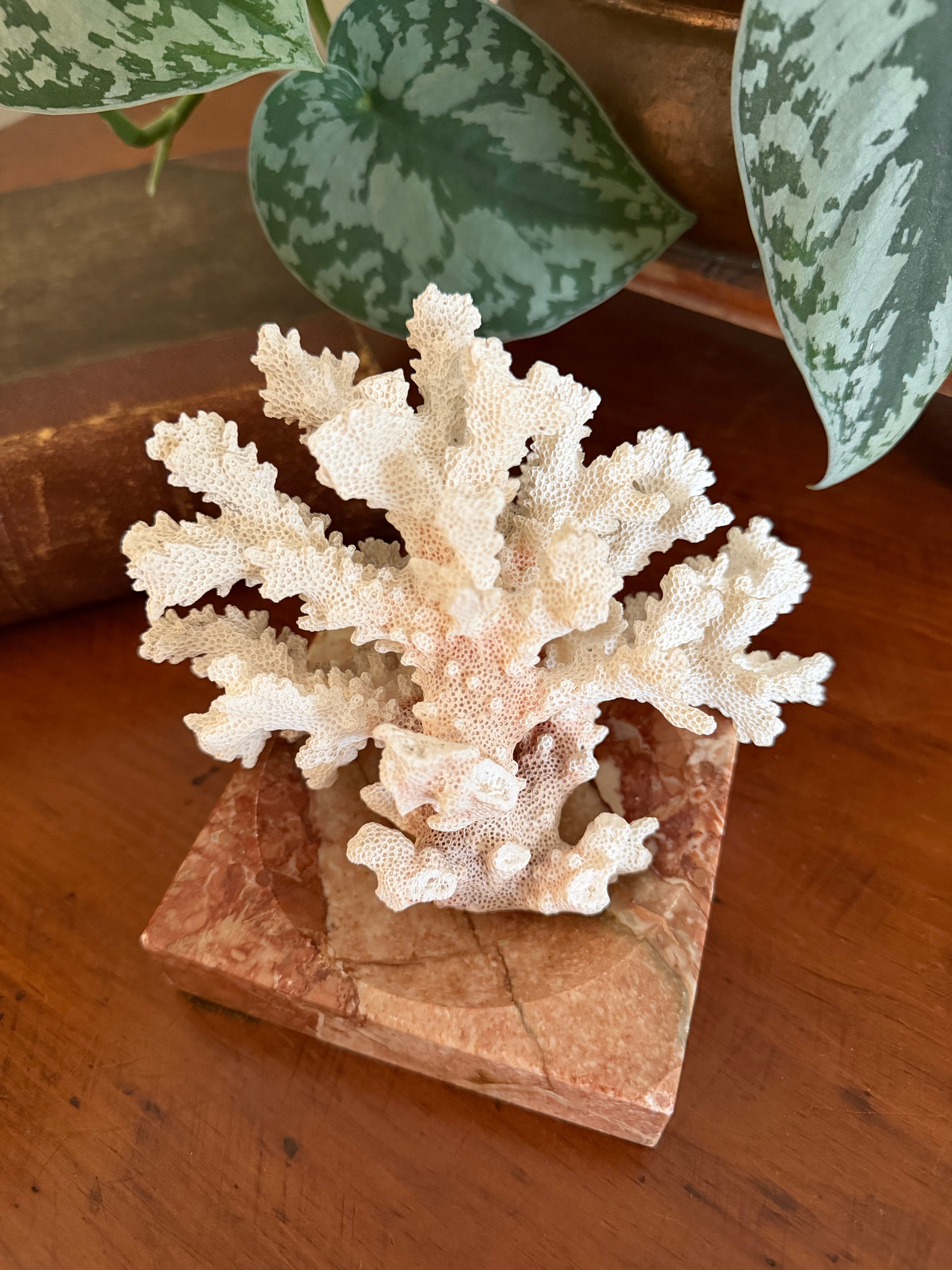 Natural Coral Specimen