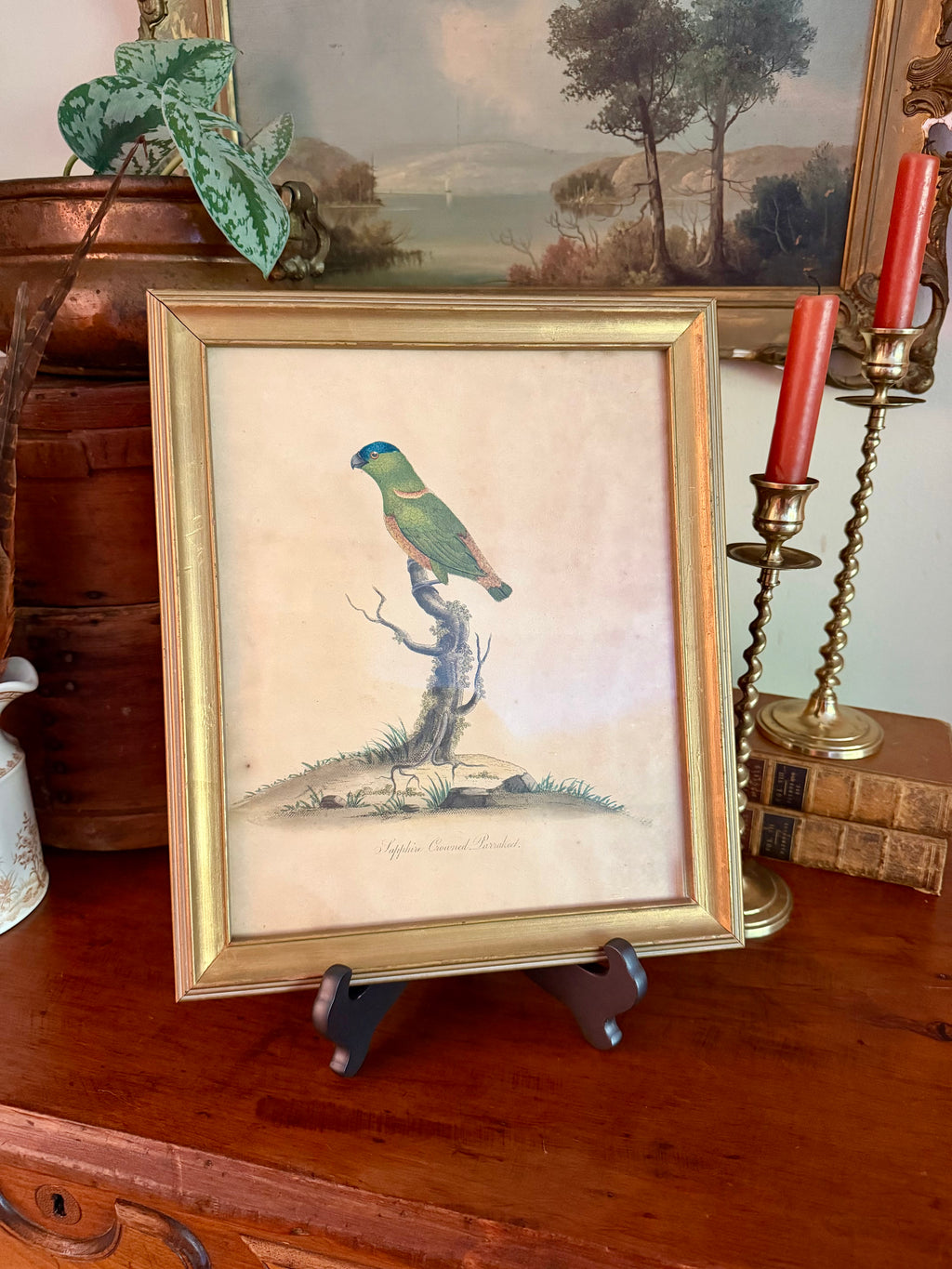 18th Century Sapphire Crowned Parakeet, Hand Colored Engraving