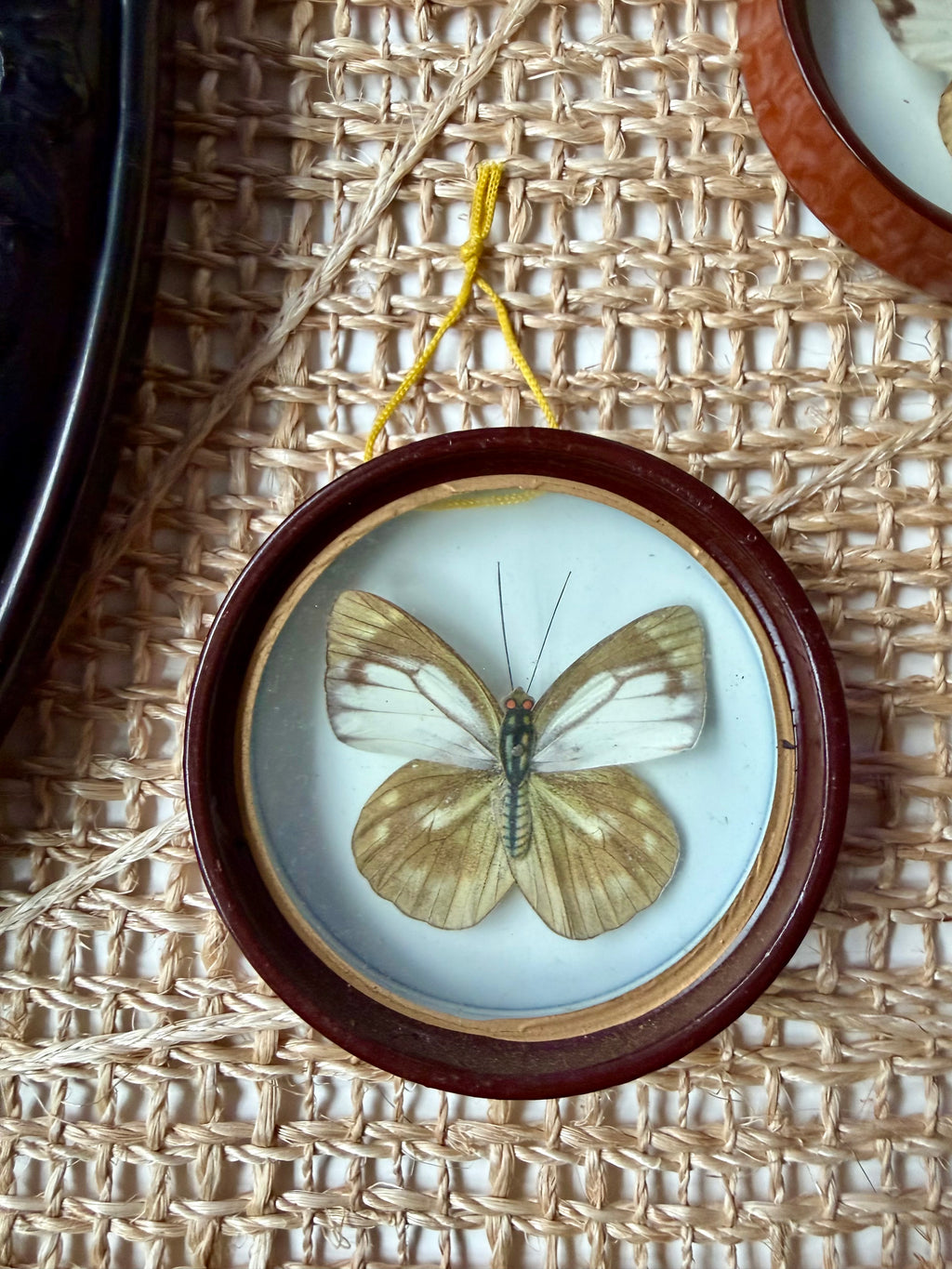 1 Framed Butterfly Specimen