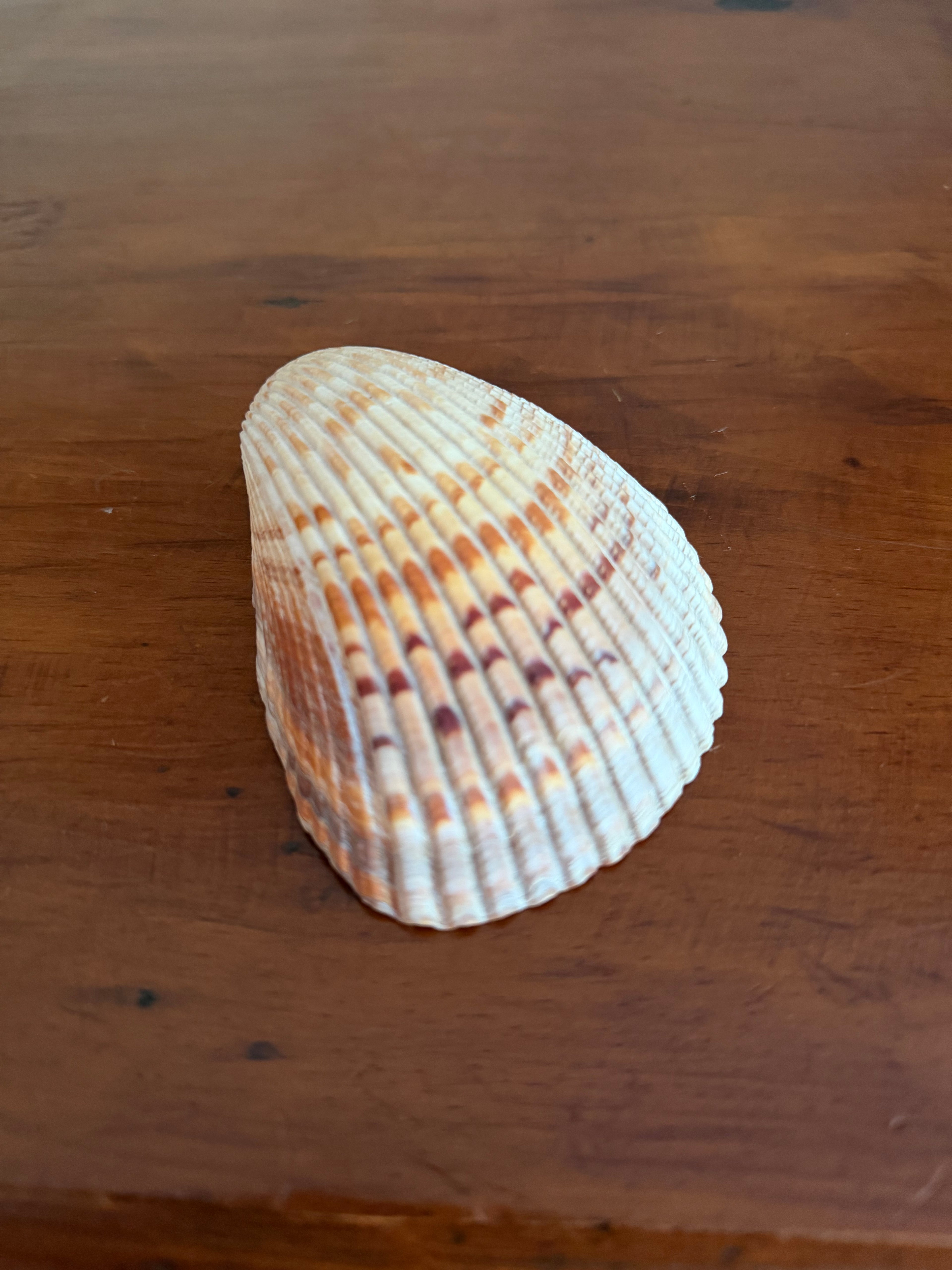Shell Bundle (6 assorted)