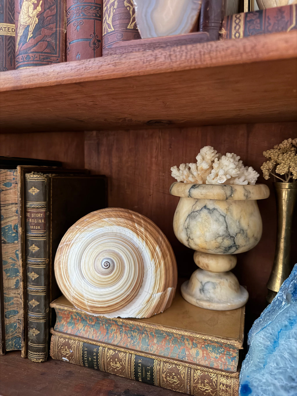 Natural Giant Tun Shell, Tonna Galea