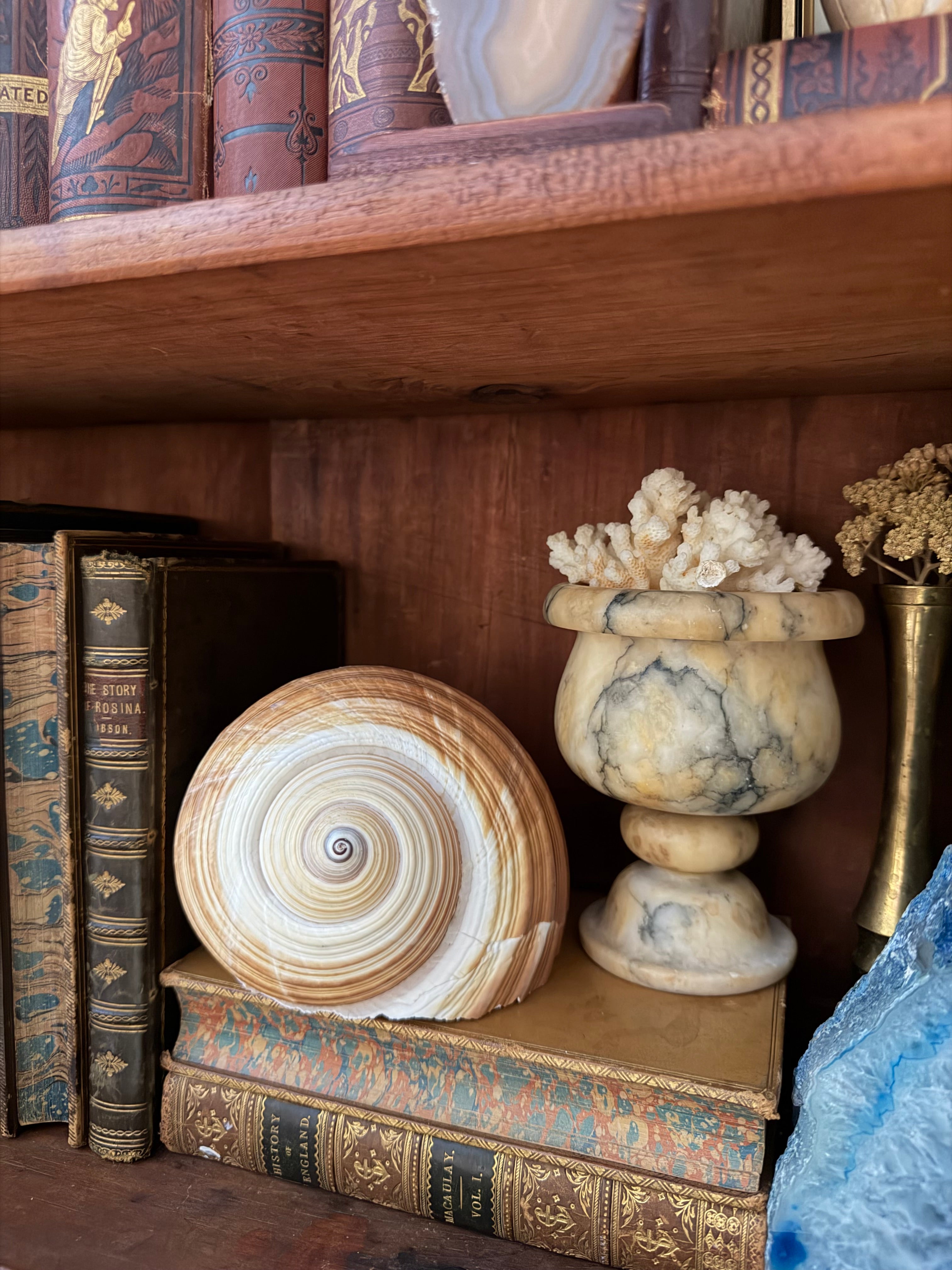 Natural Giant Tun Shell, Tonna Galea