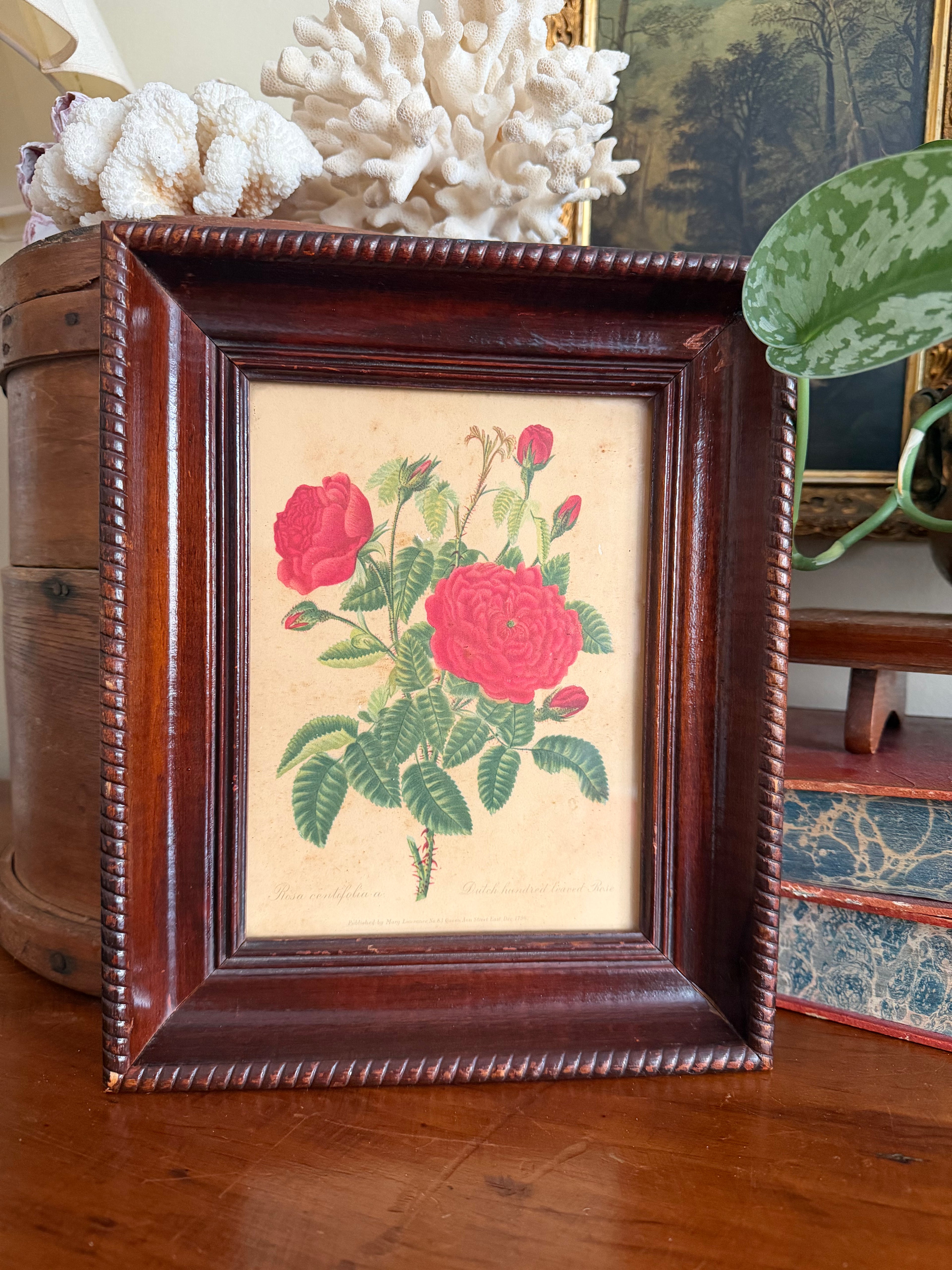 Antique Framed Rose Lithograph (1796)