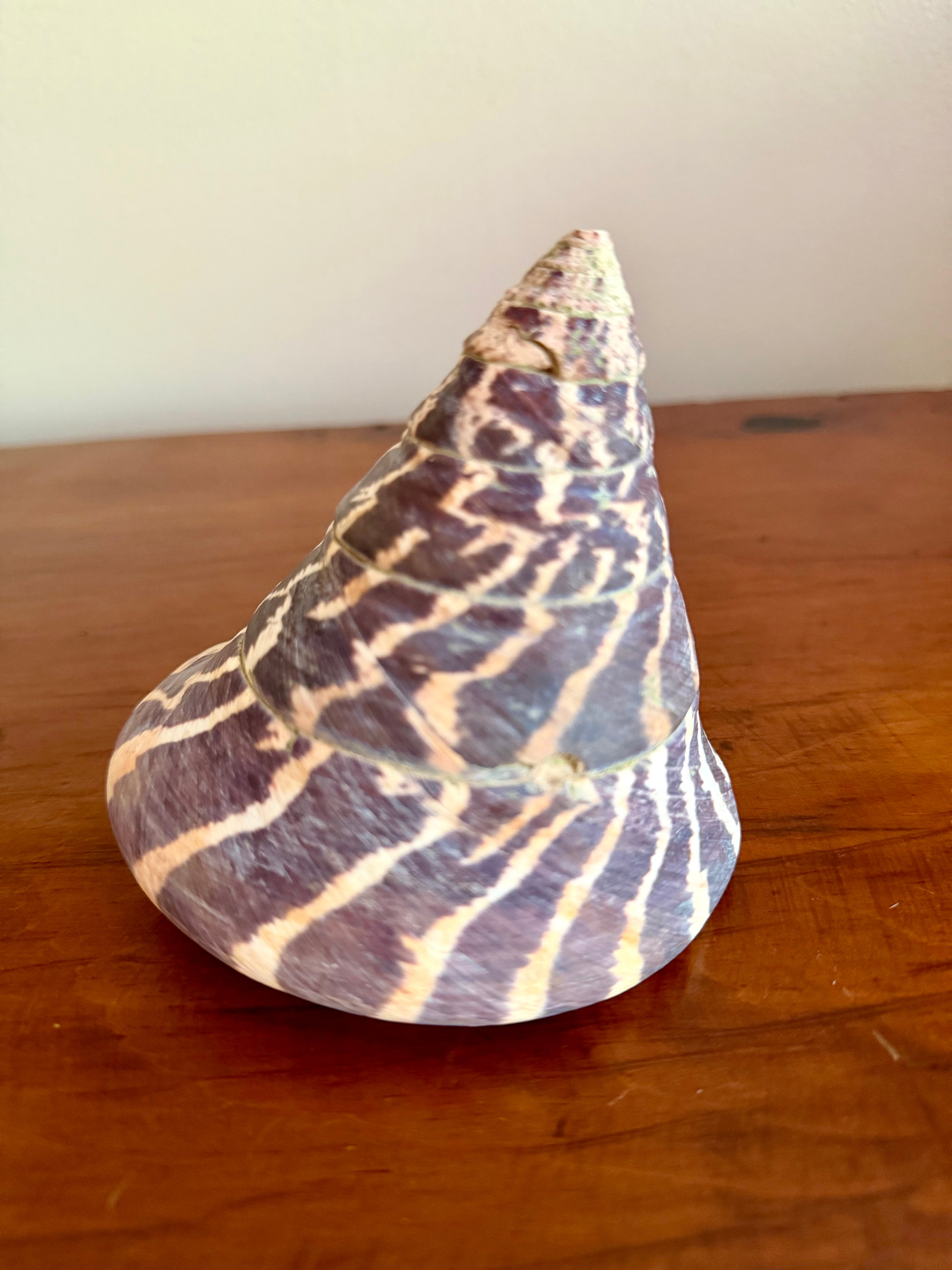 Trochulus Niloticus Sea Shell