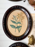 Set of 2 Antique Botanical Prints