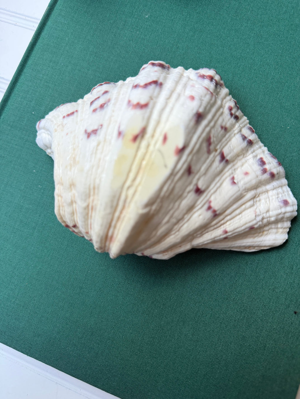 Bear Paw Clam