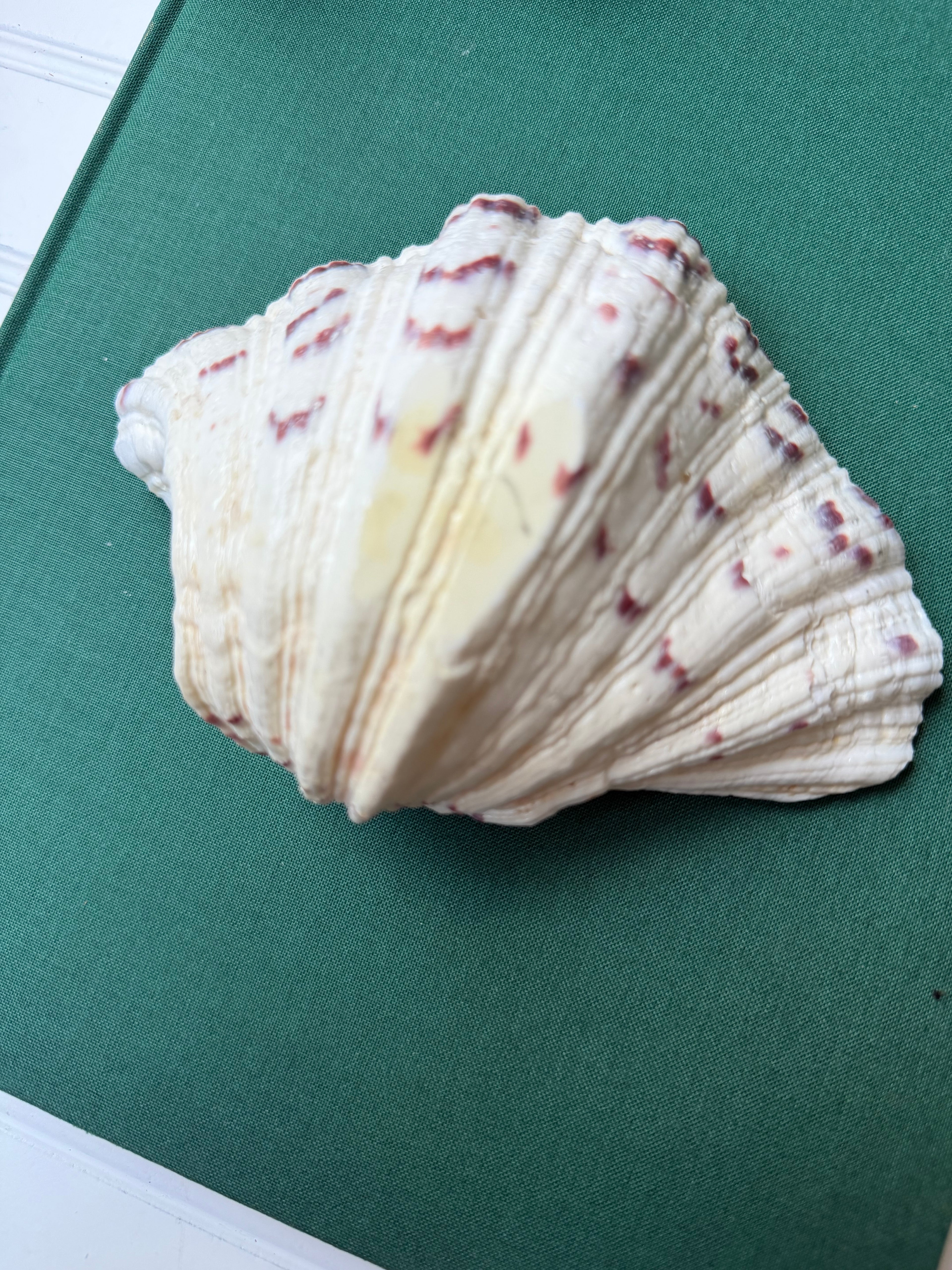 Bear Paw Clam