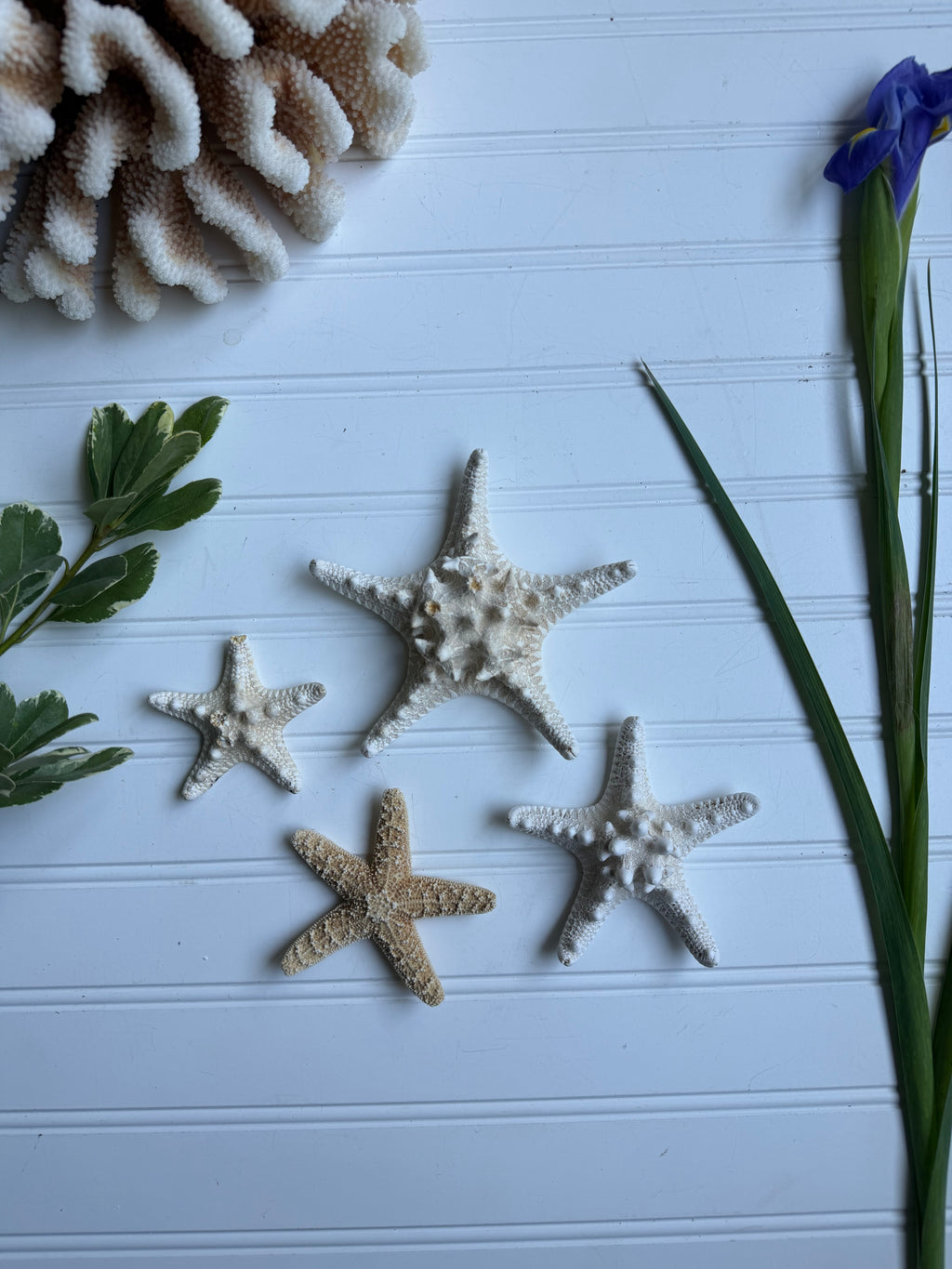 Set of 4 Starfish