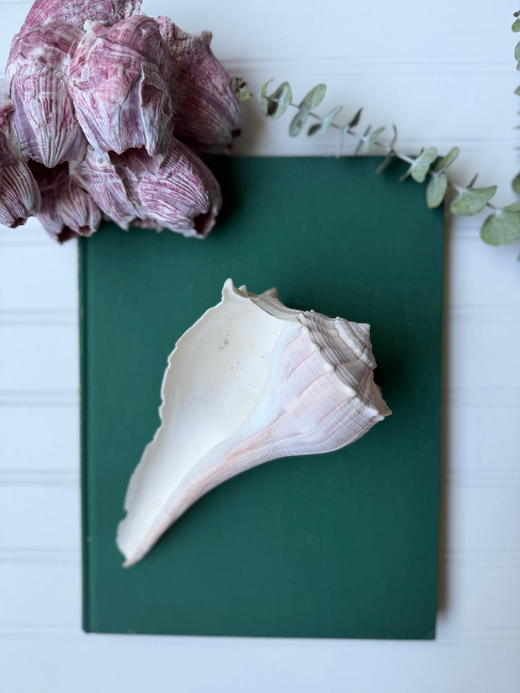 Set of 2 Lightning Whelk Shells