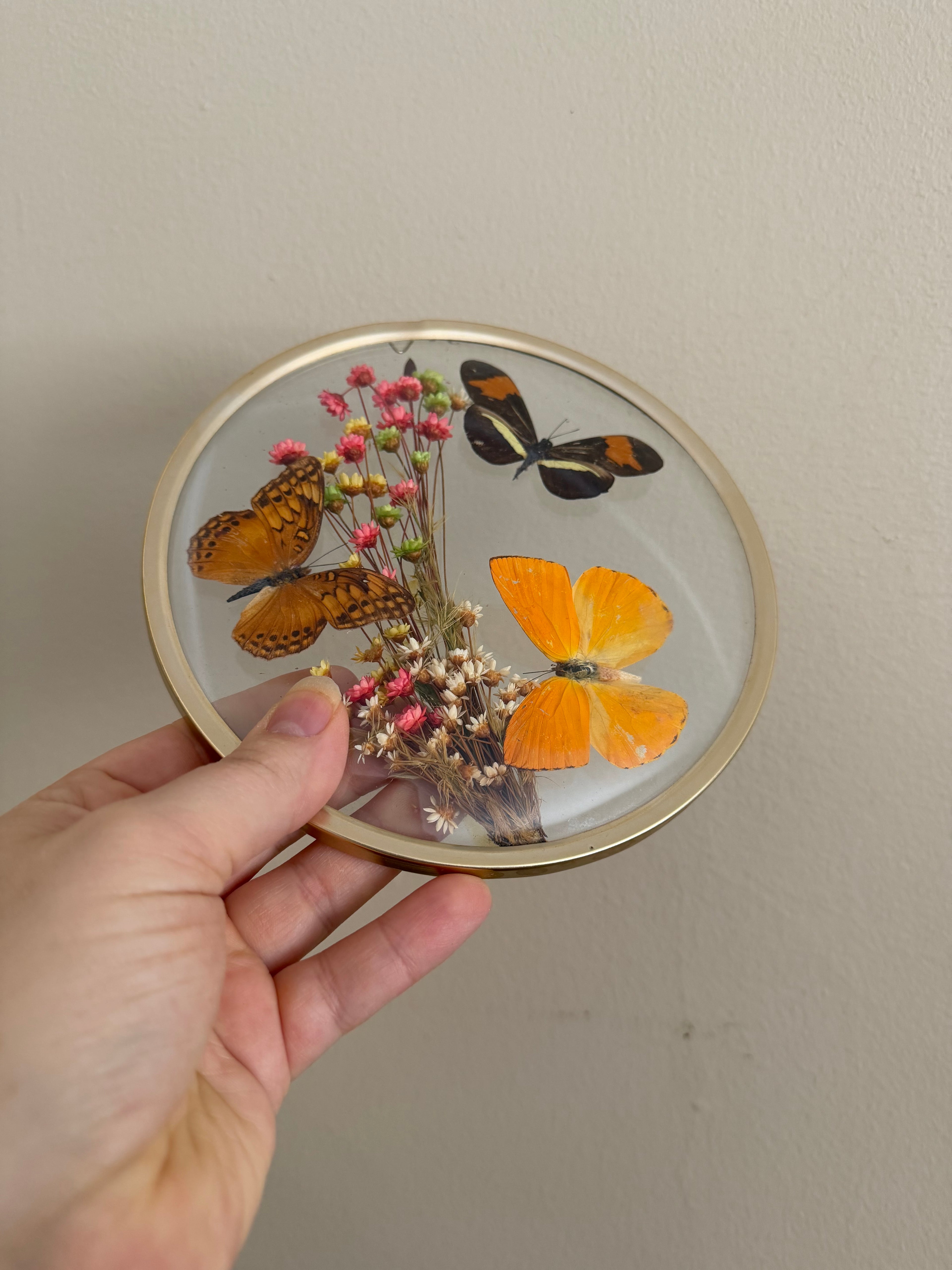 Taxidermy Butterflies in Convex Glass