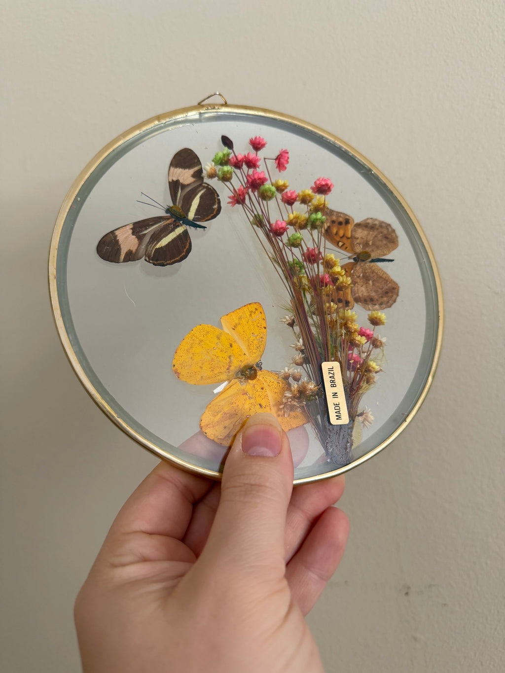 Taxidermy Butterflies in Convex Glass