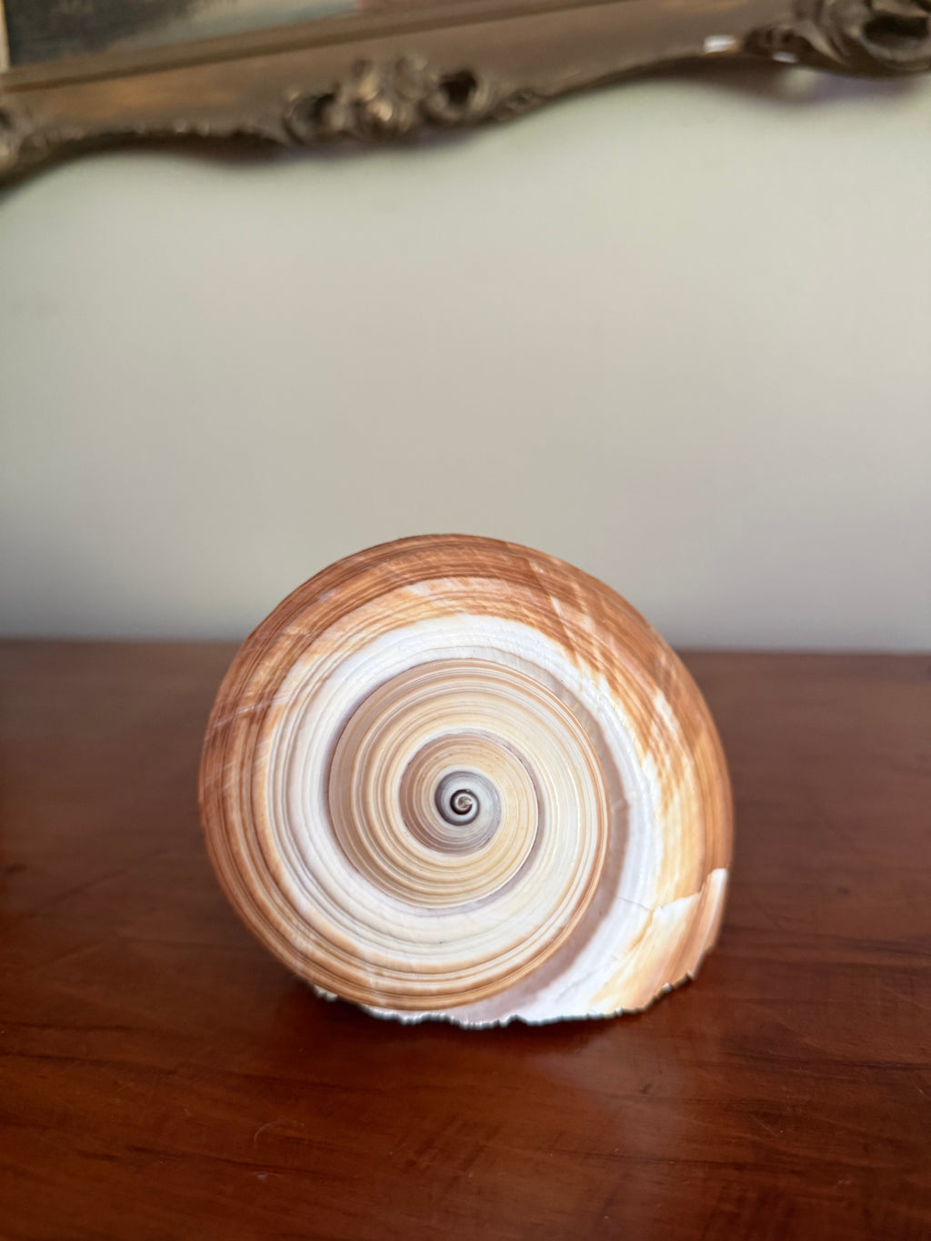 Natural Giant Tun Shell, Tonna Galea