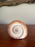 Natural Giant Tun Shell, Tonna Galea