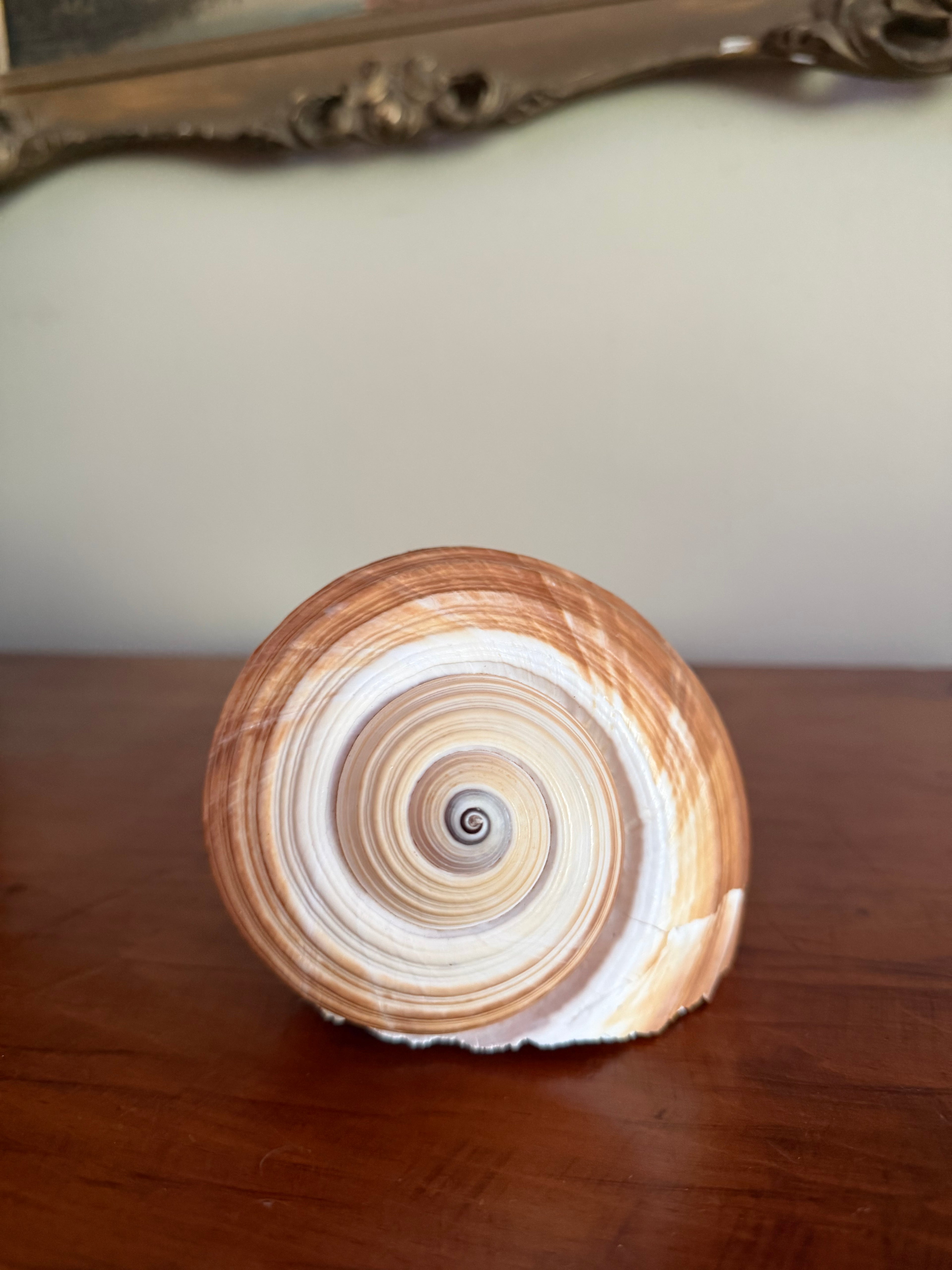 Natural Giant Tun Shell, Tonna Galea