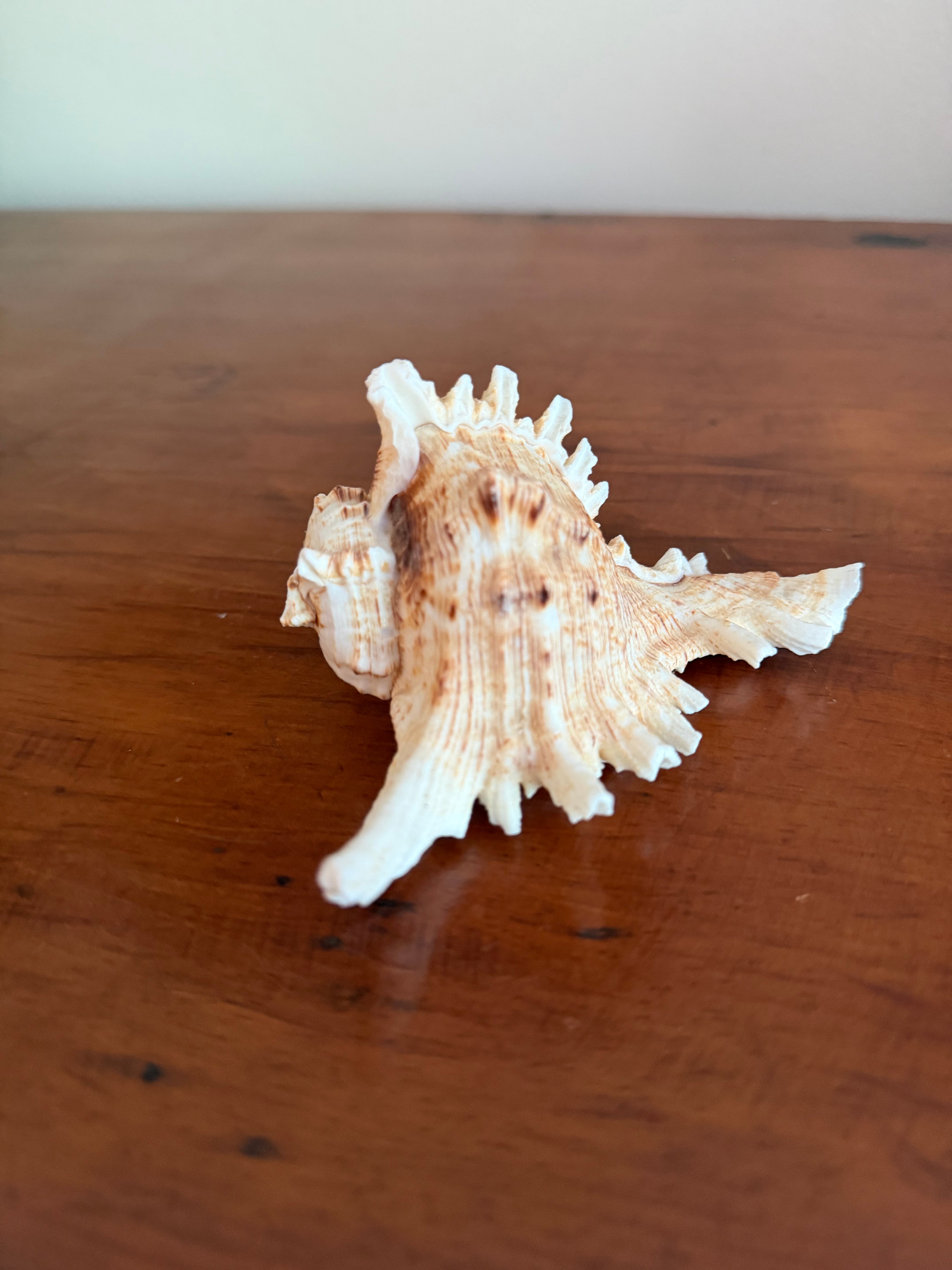 Shell Bundle (6 assorted)
