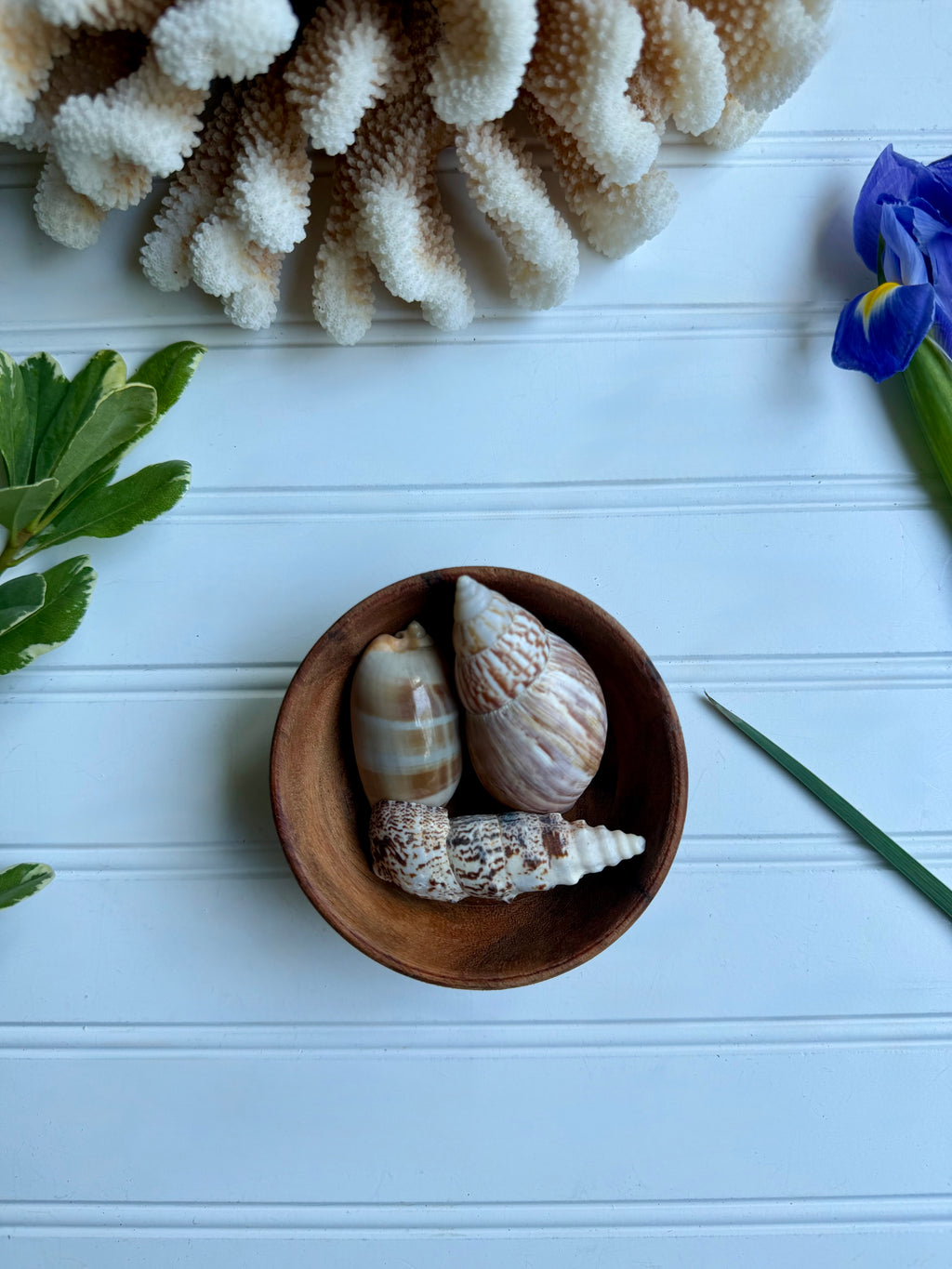 Small Wooden Bowl of Shells 2