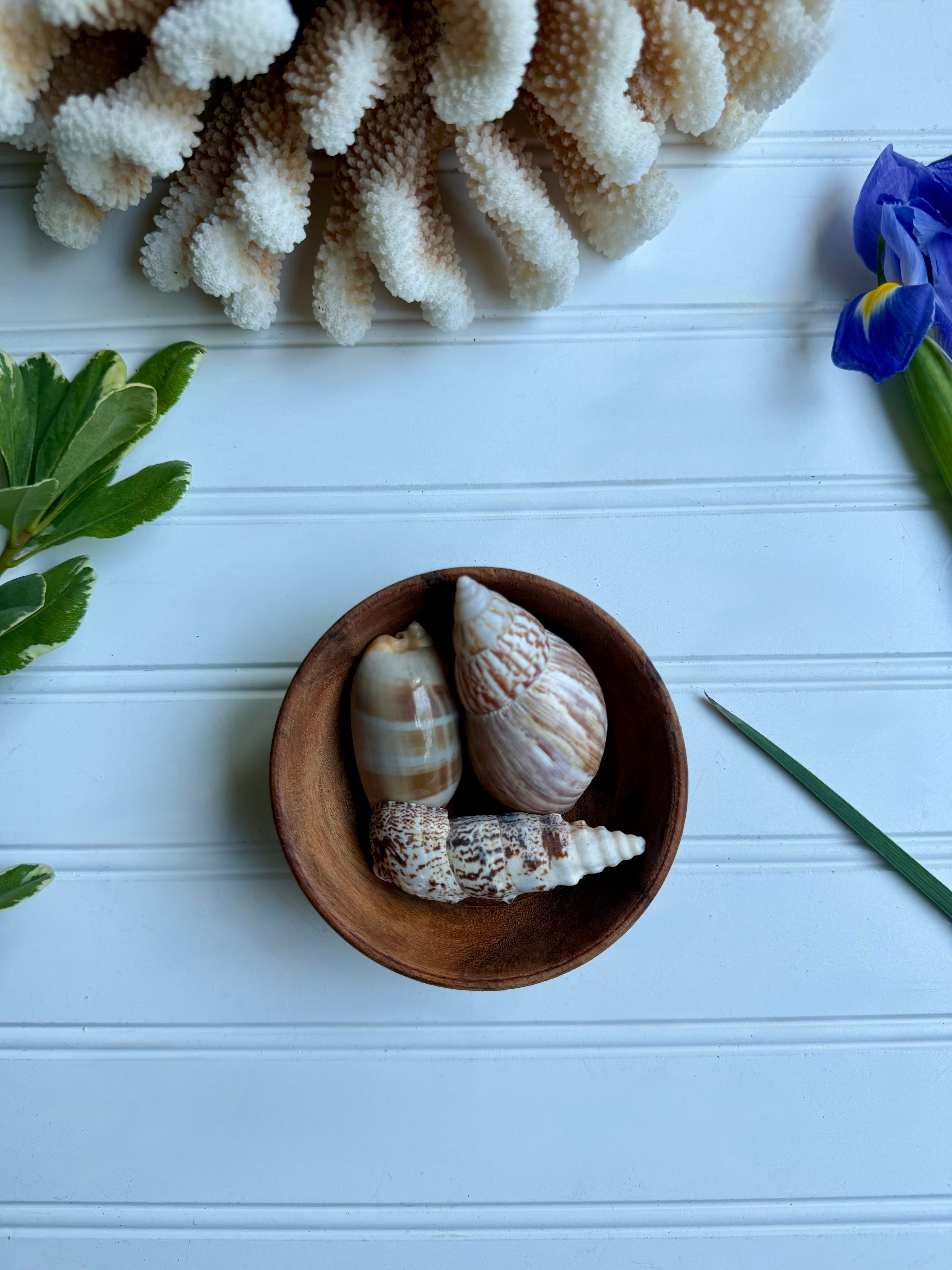 Small Wooden Bowl of Shells 2