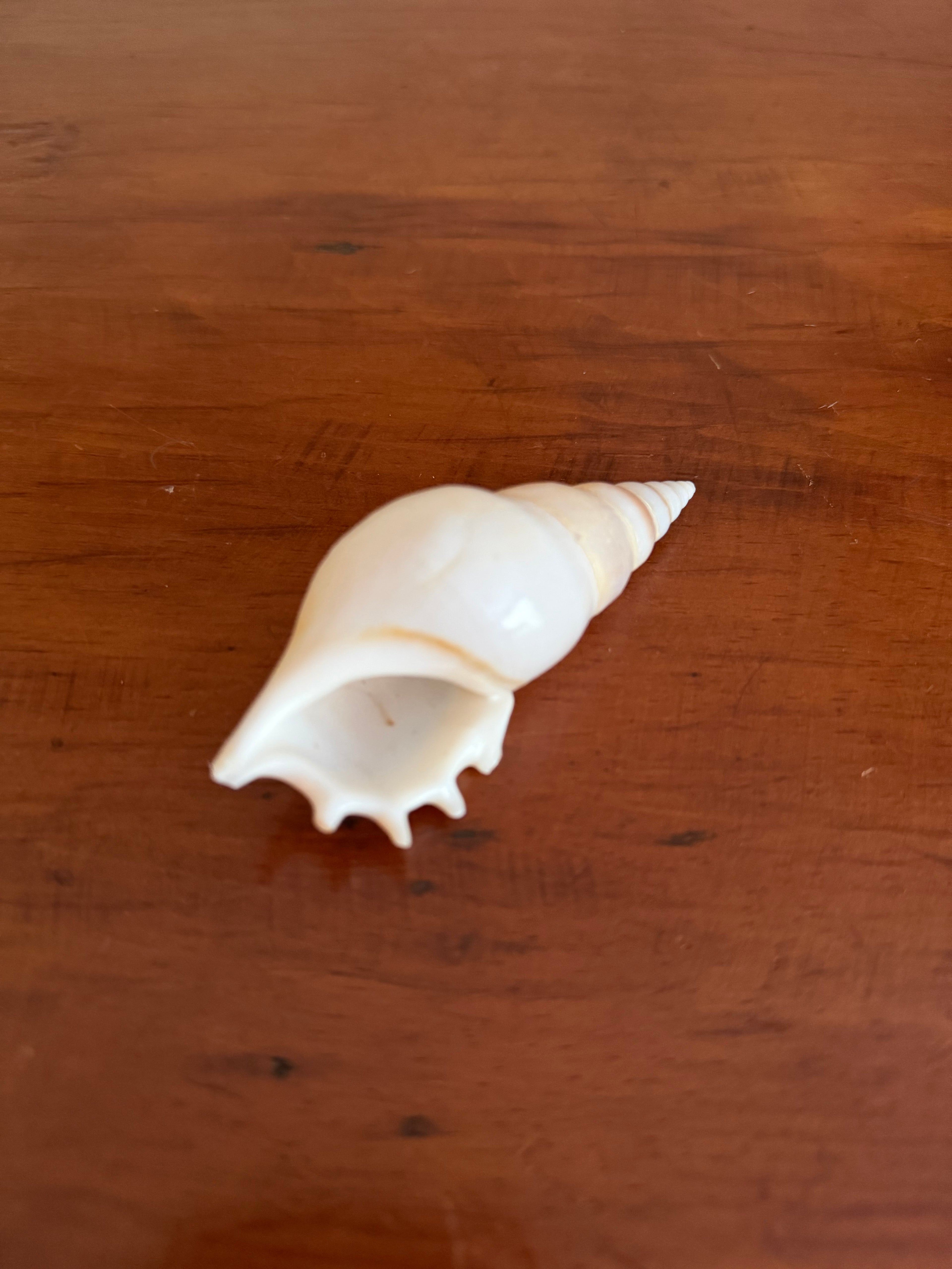 Shell Bundle (6 assorted)