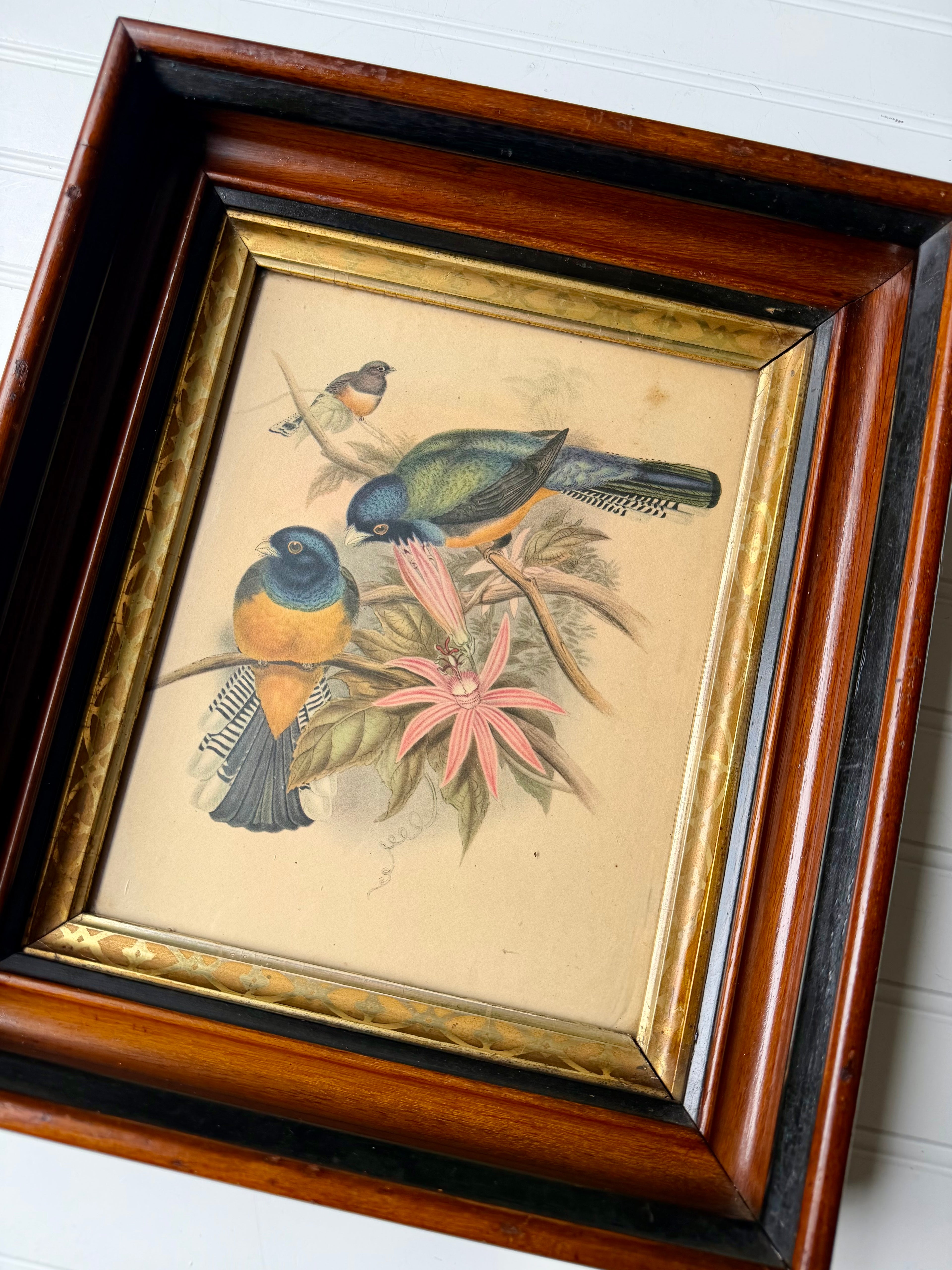 Antique Bird Lithograph in Eastlake Frame