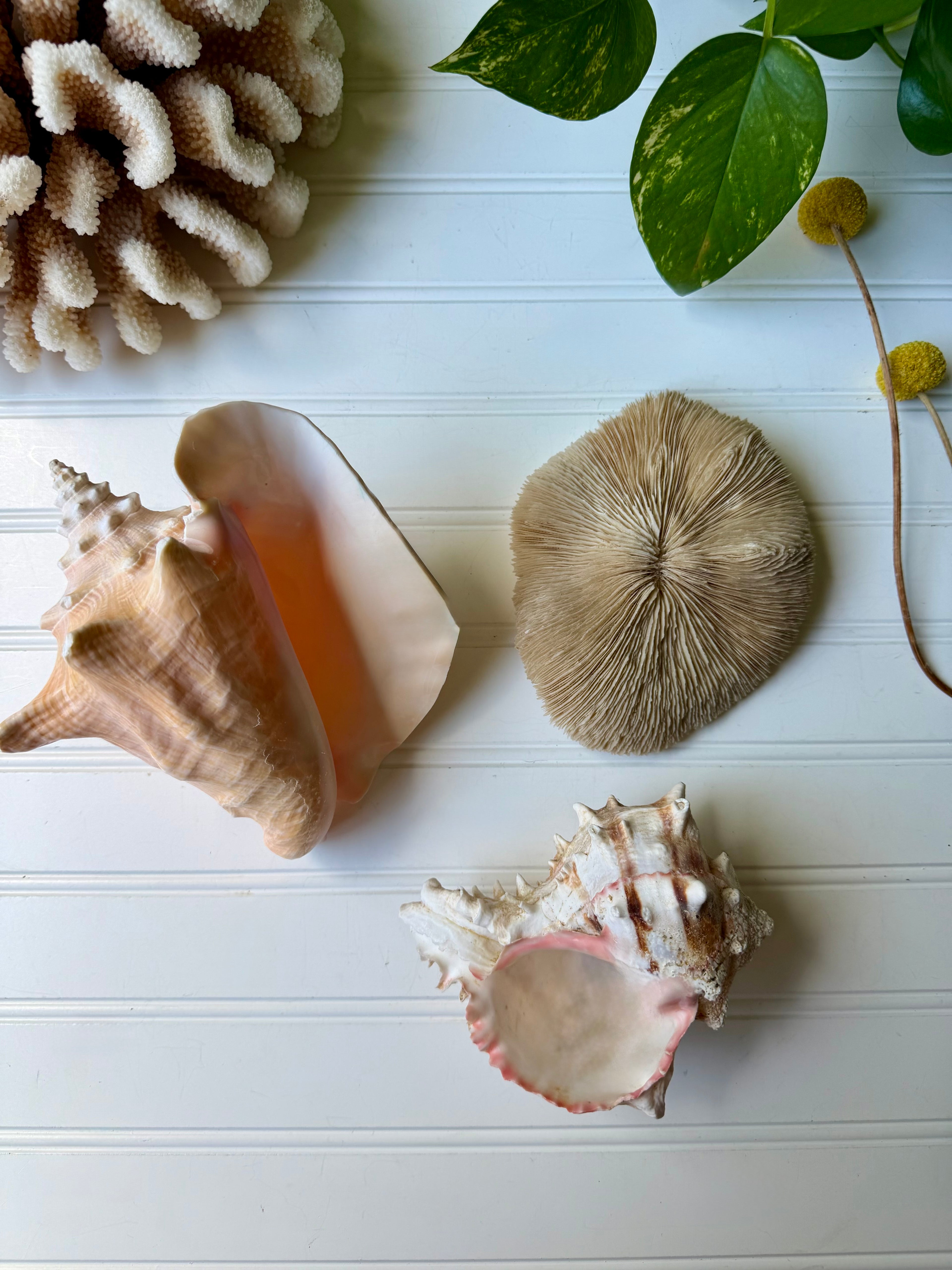 7.5 inch Queen Conch Shell