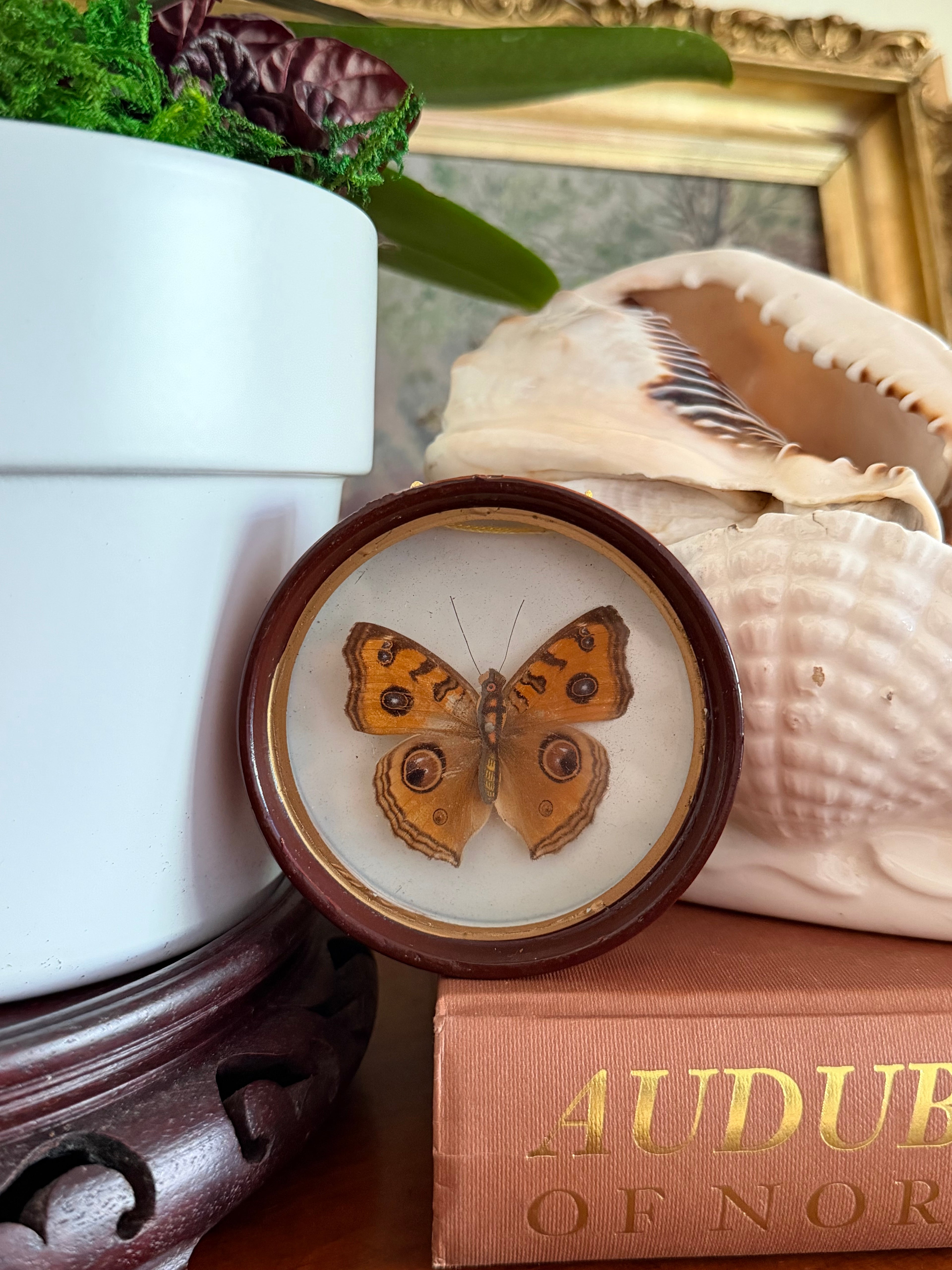 Vintage Framed Peacock Pansy Butterfly Specimen