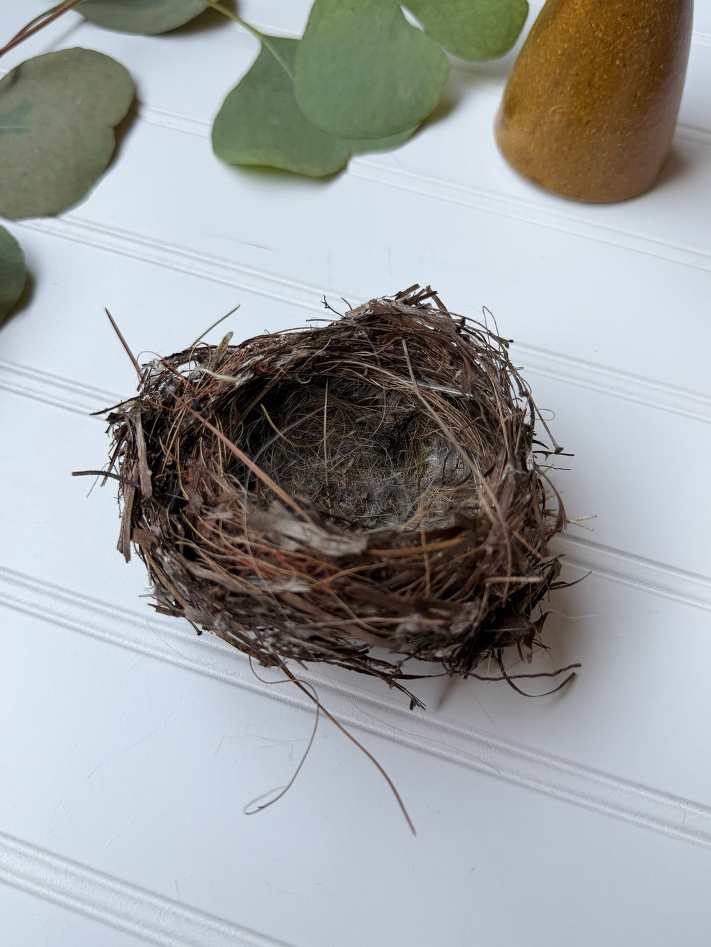 Small Bird Nest